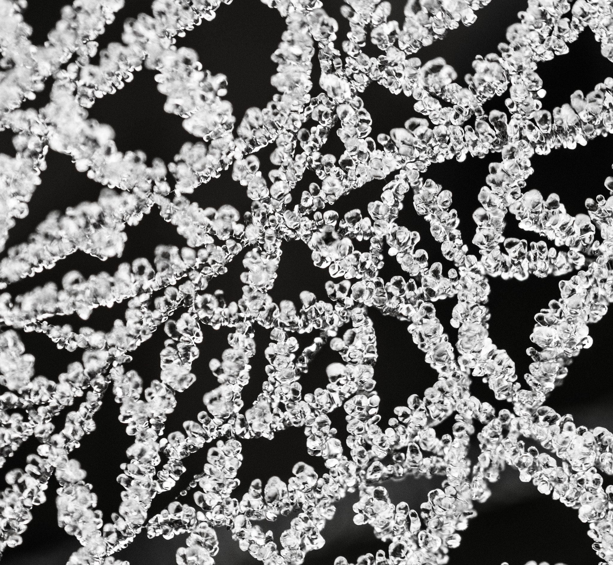 Panasonic Lumix DMC-GM1 sample photo. Frozen drops on spiders web photography