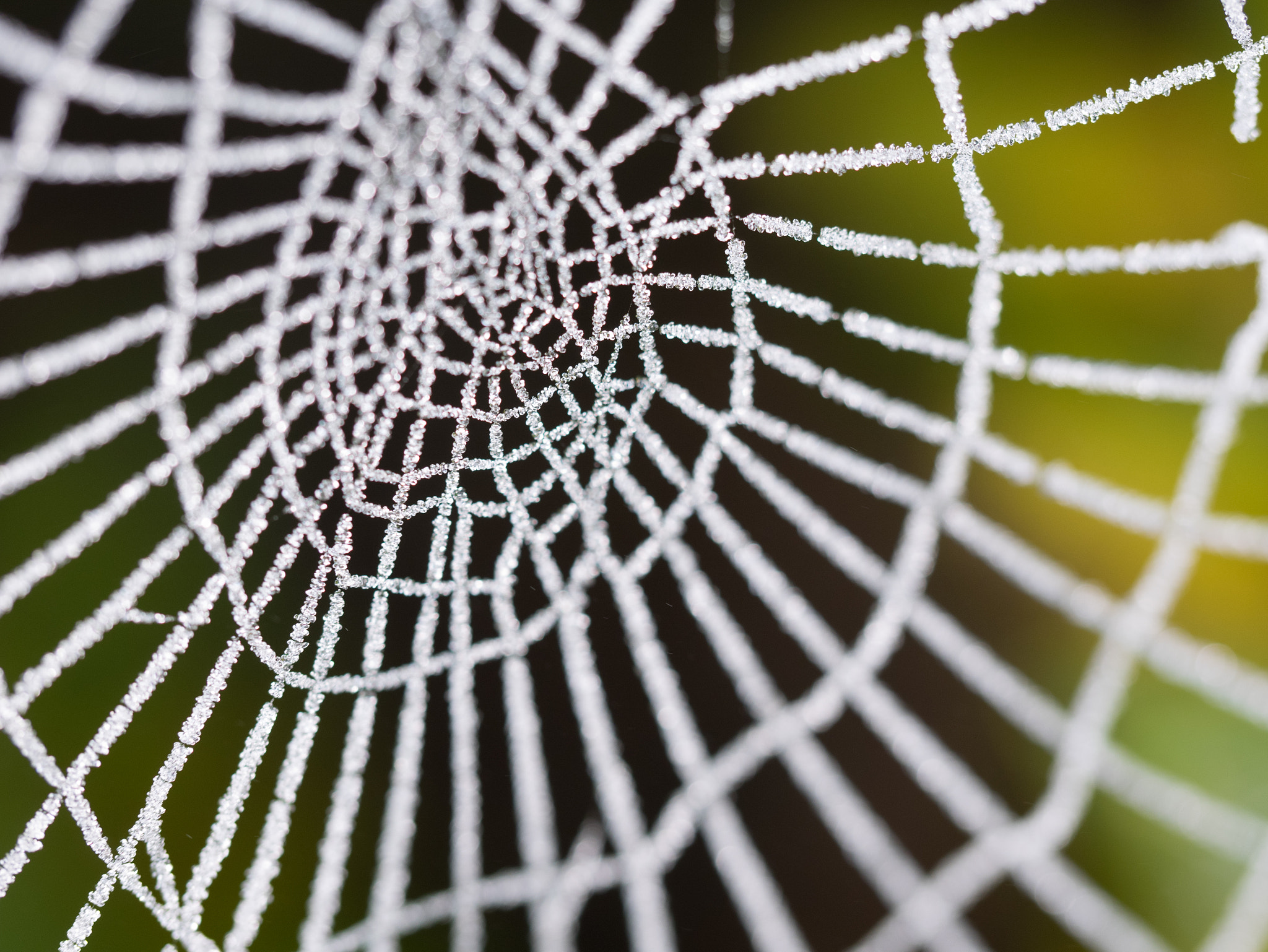 Panasonic Lumix DMC-GM1 sample photo. Classical spiders web in frozen fog photography