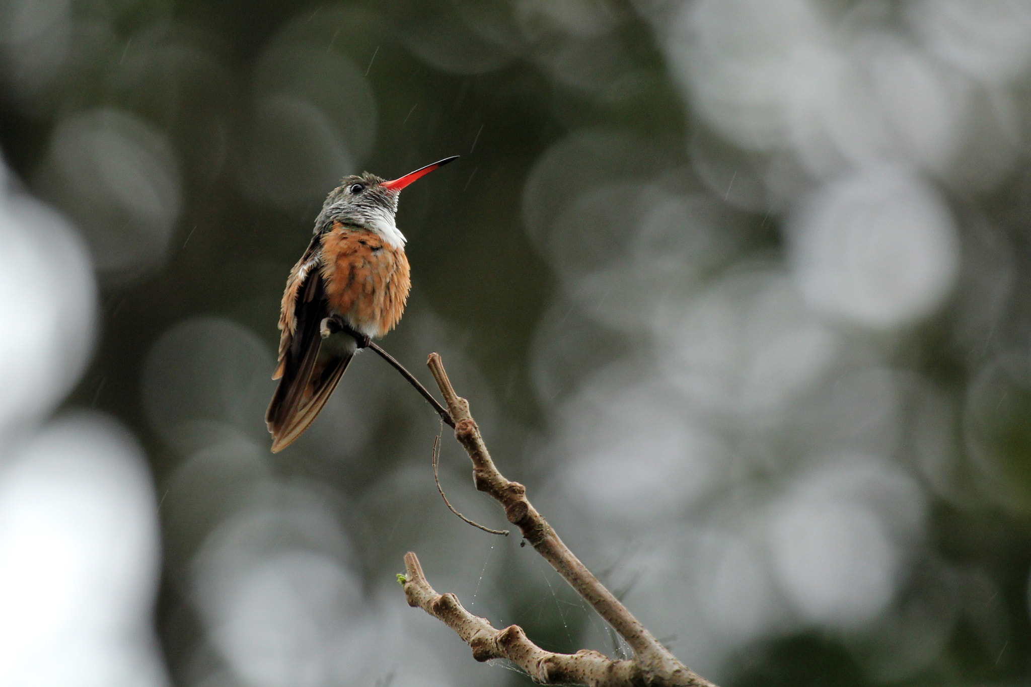 Canon EF 100-400mm F4.5-5.6L IS USM sample photo. Hummingbird photography