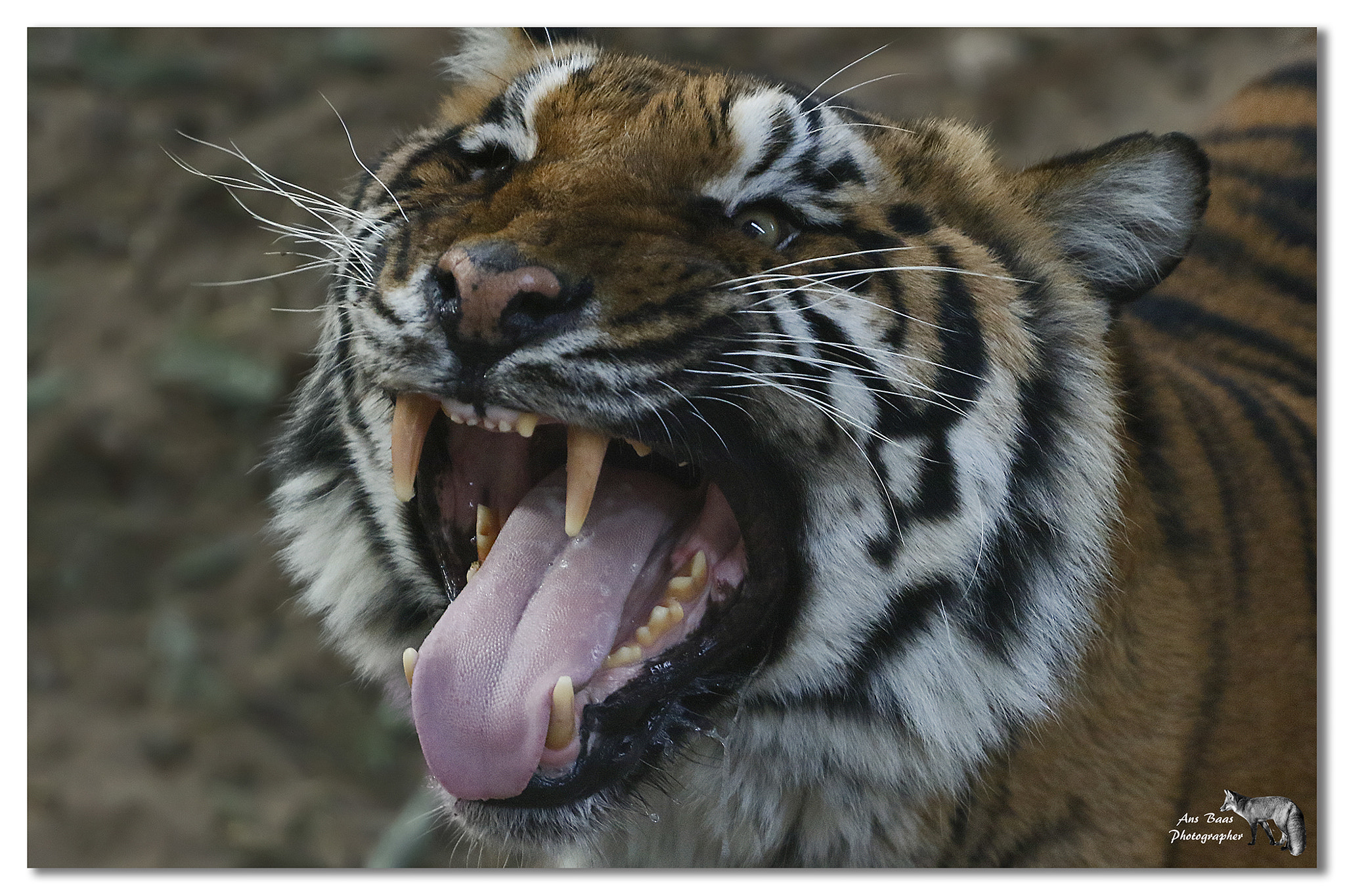 Canon EF 70-200mm F4L USM sample photo. Bengal tiger estate hoenderdaell photography