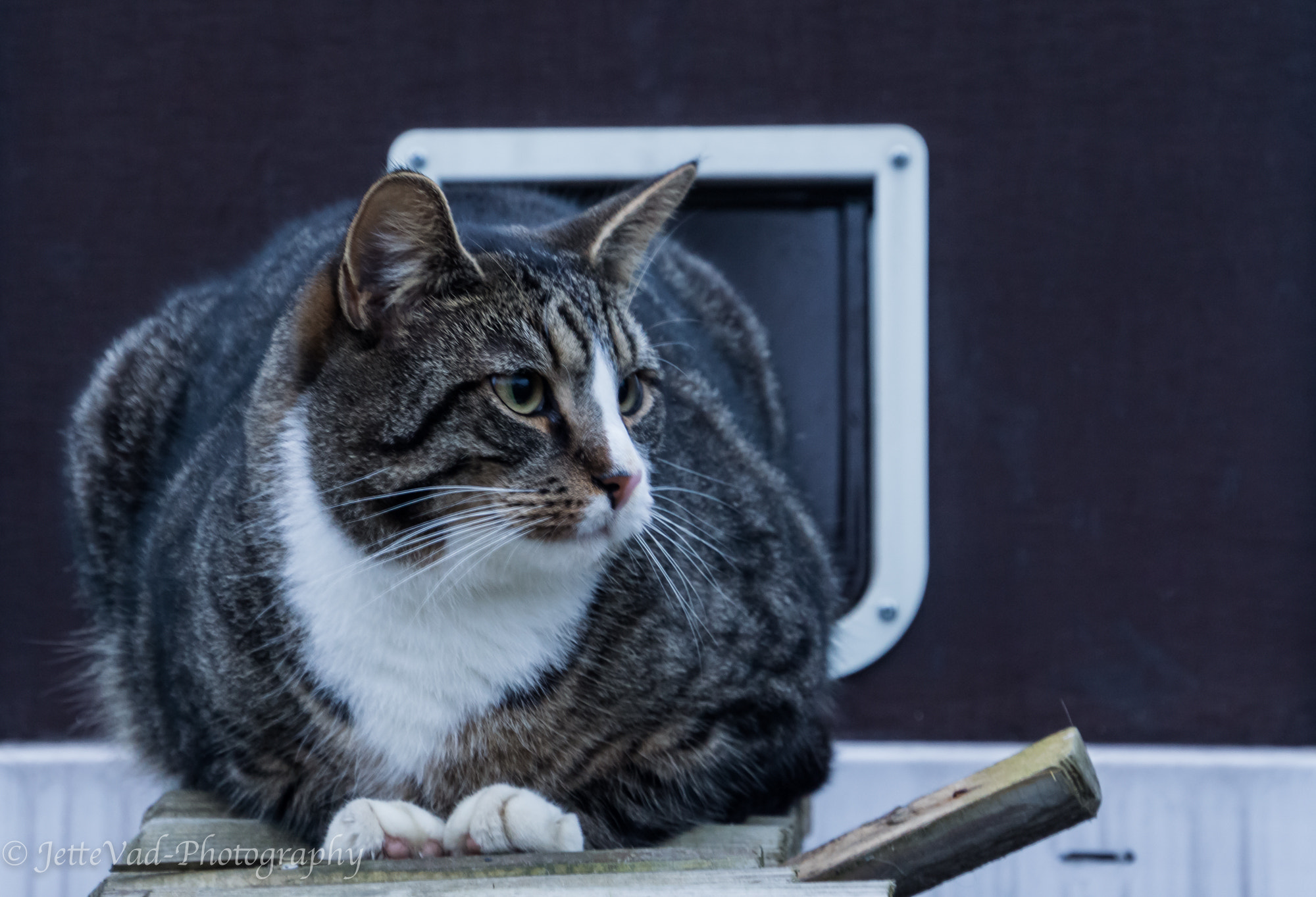 Sony E 18-200mm F3.5-6.3 OSS sample photo. Cat photography