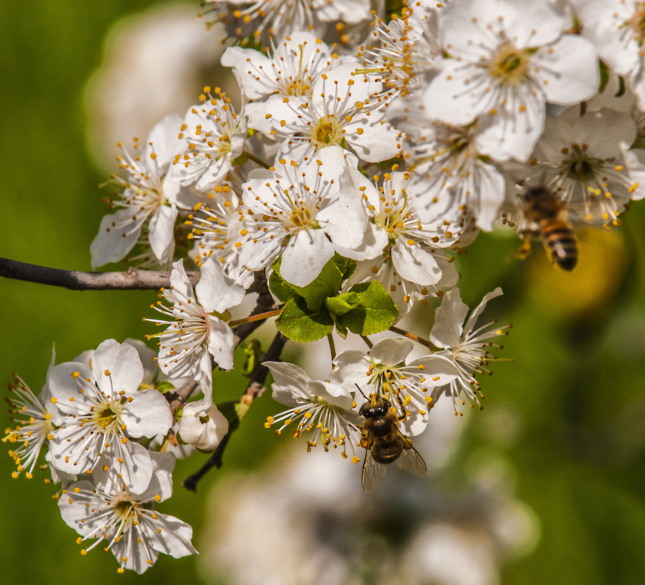 Nikon D300 sample photo. Blossom and bees photography