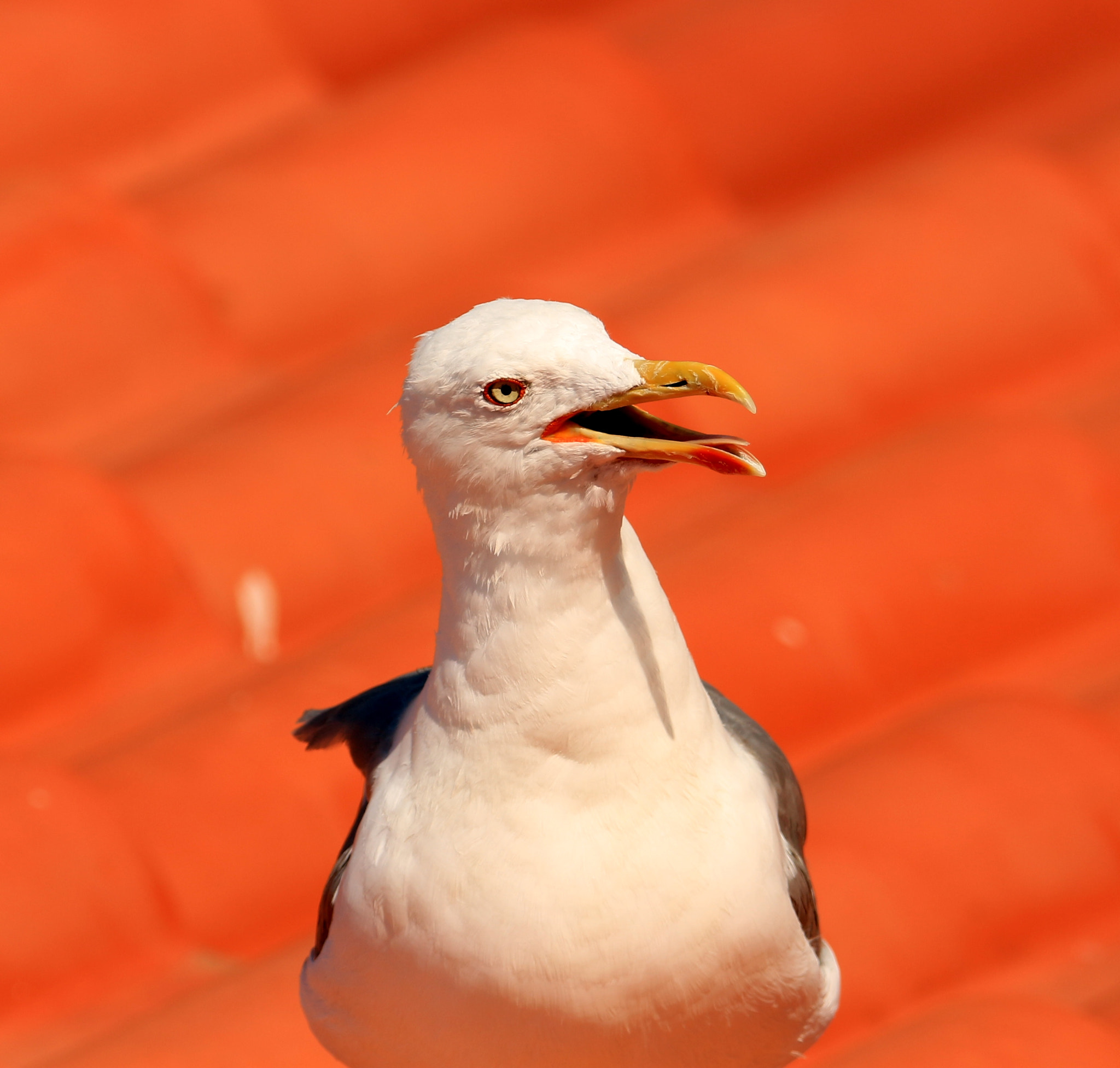 Tamron SP 150-600mm F5-6.3 Di VC USD sample photo. Img photography