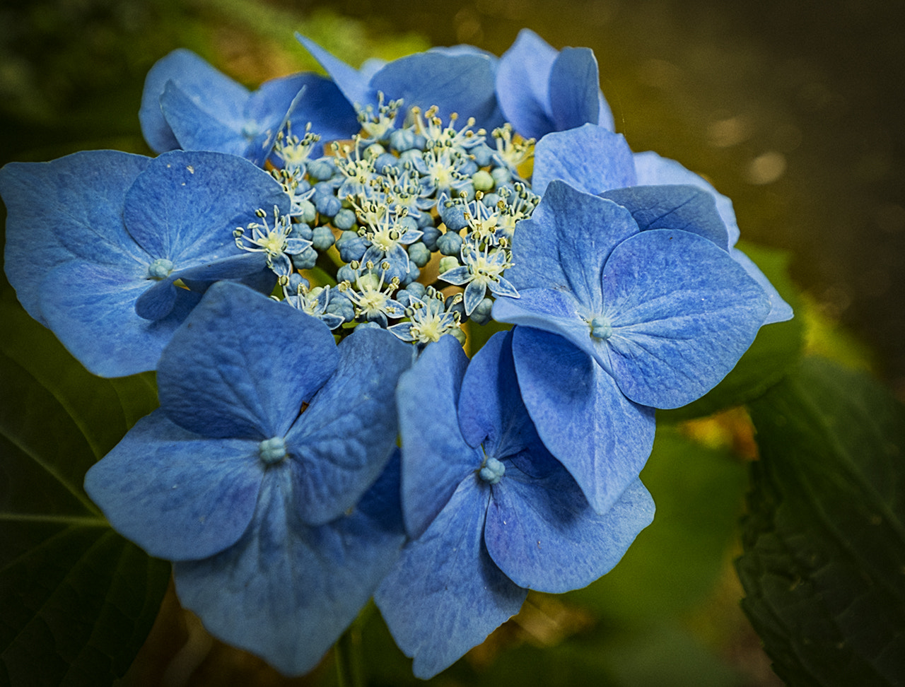 Olympus OM-D E-M5 II + Olympus M.Zuiko Digital ED 7-14mm F2.8 PRO sample photo. Blue beauty. photography