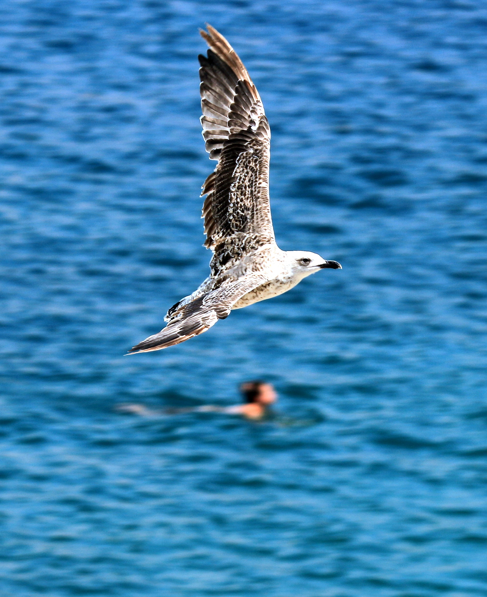 Tamron SP 150-600mm F5-6.3 Di VC USD sample photo. Img photography