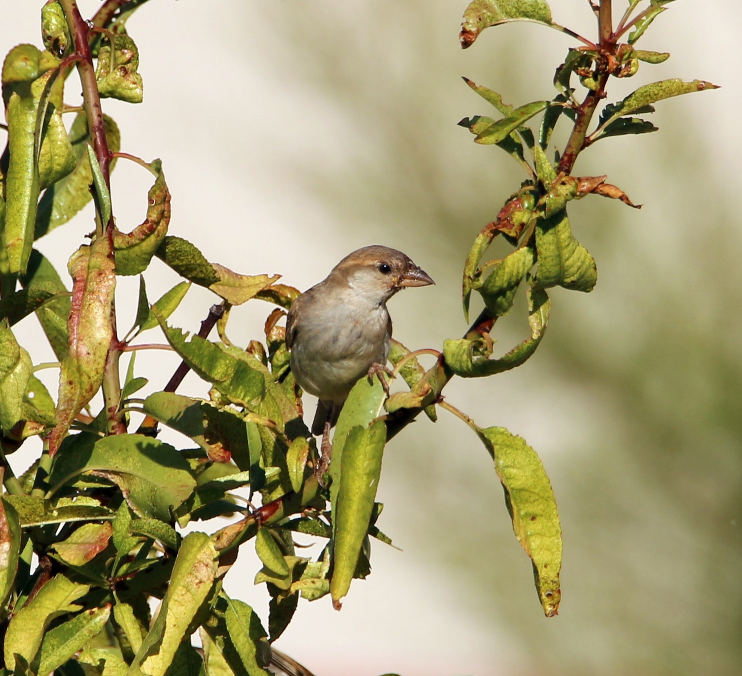 Tamron SP 150-600mm F5-6.3 Di VC USD sample photo. Img photography