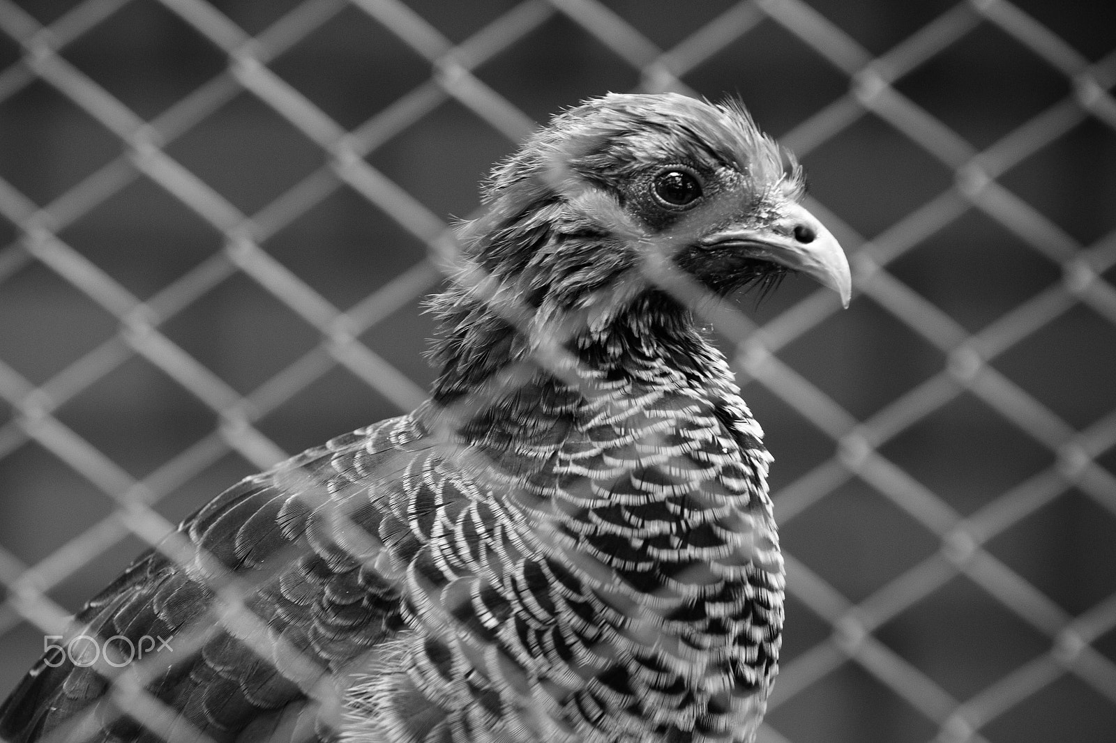 Canon EOS 6D + EF75-300mm f/4-5.6 sample photo. Behind bars in a zoo photography