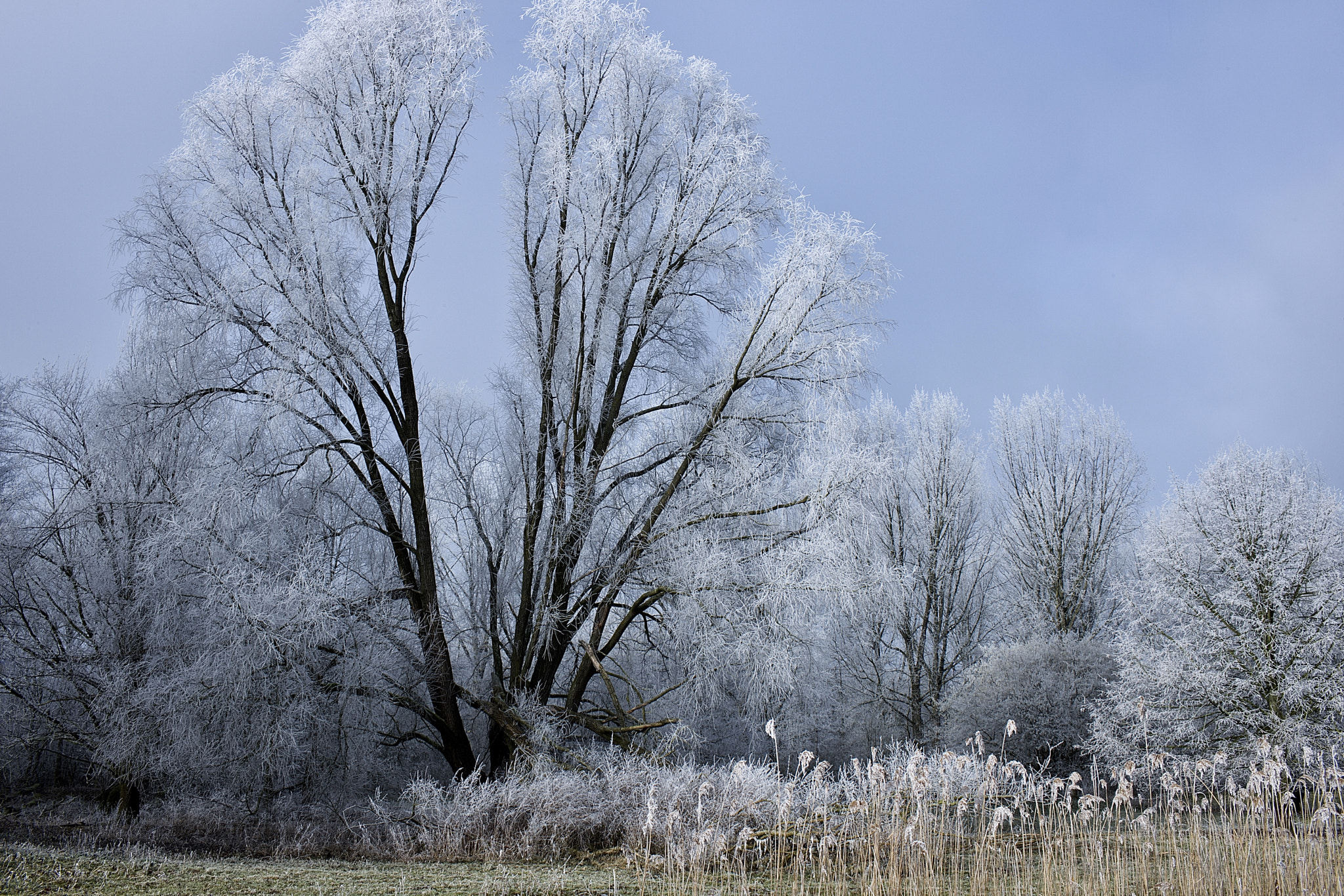 Canon EF 35mm F1.4L USM sample photo. Winter in holland. photography