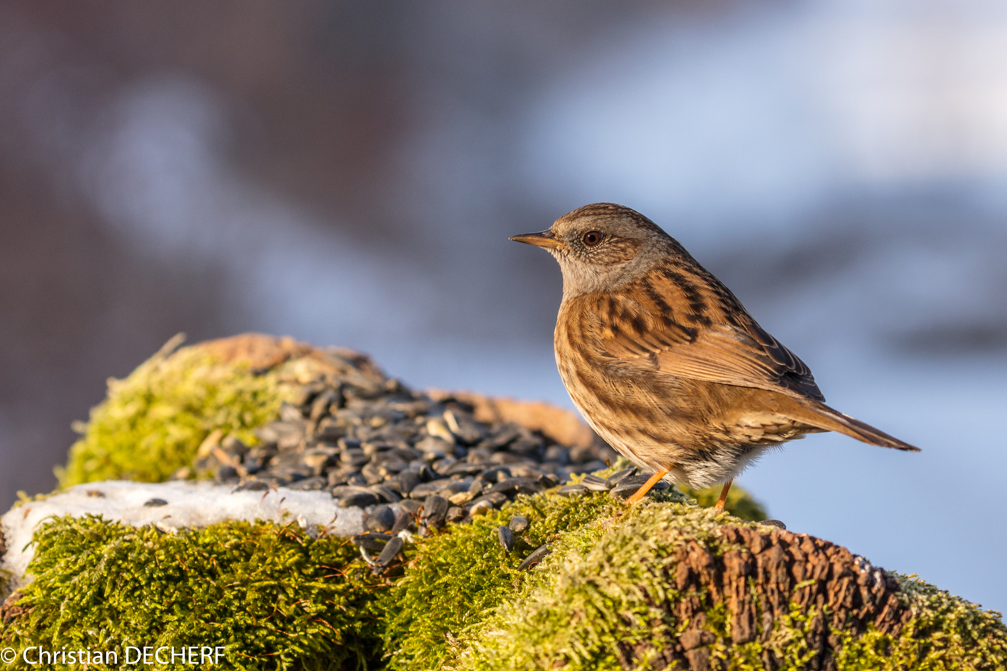 Canon EOS 5DS R sample photo. Un acenteur mouchet photography