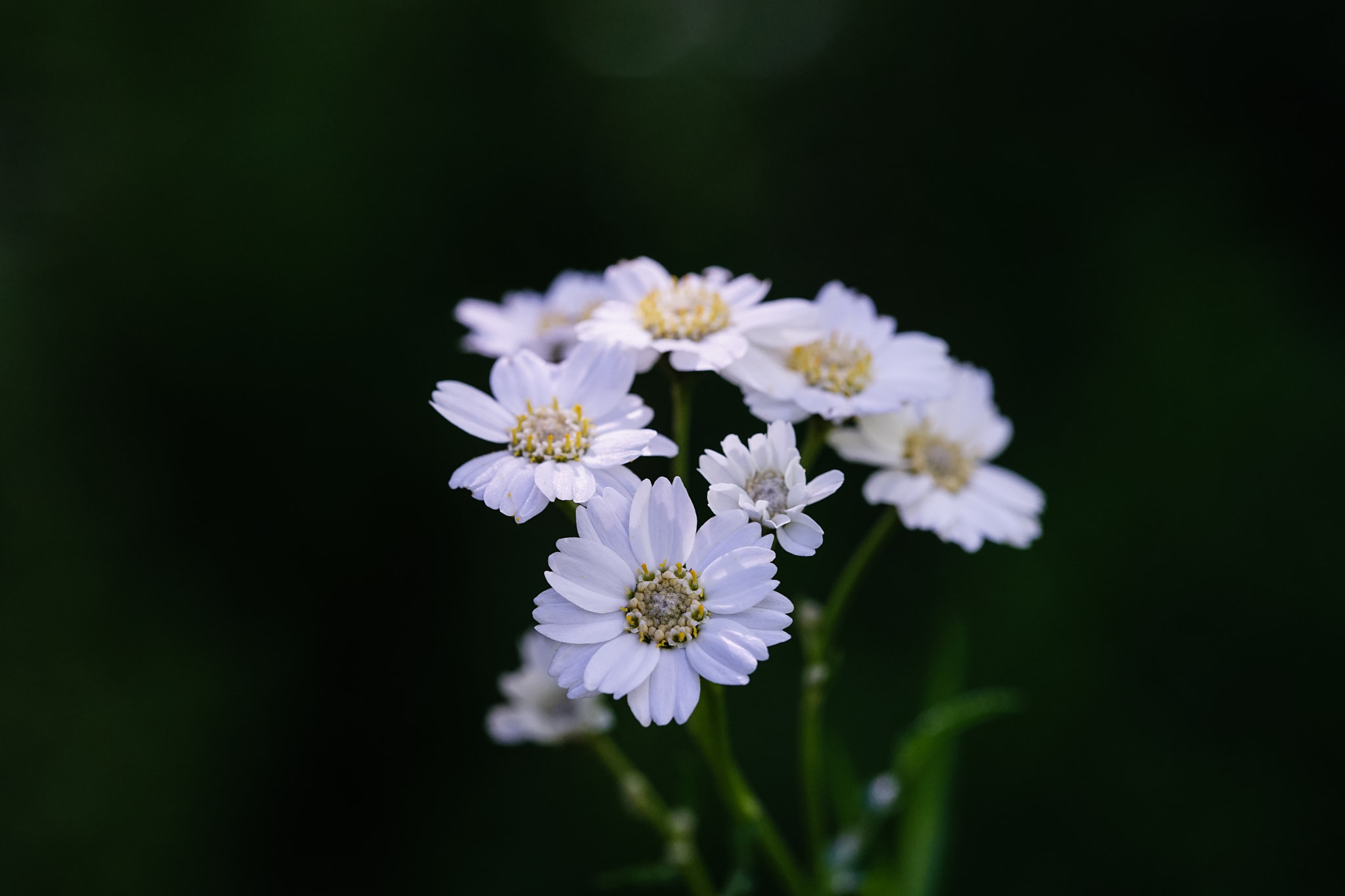 Sony a7 + 105mm F2.8 sample photo. Ml_20170121_07 photography