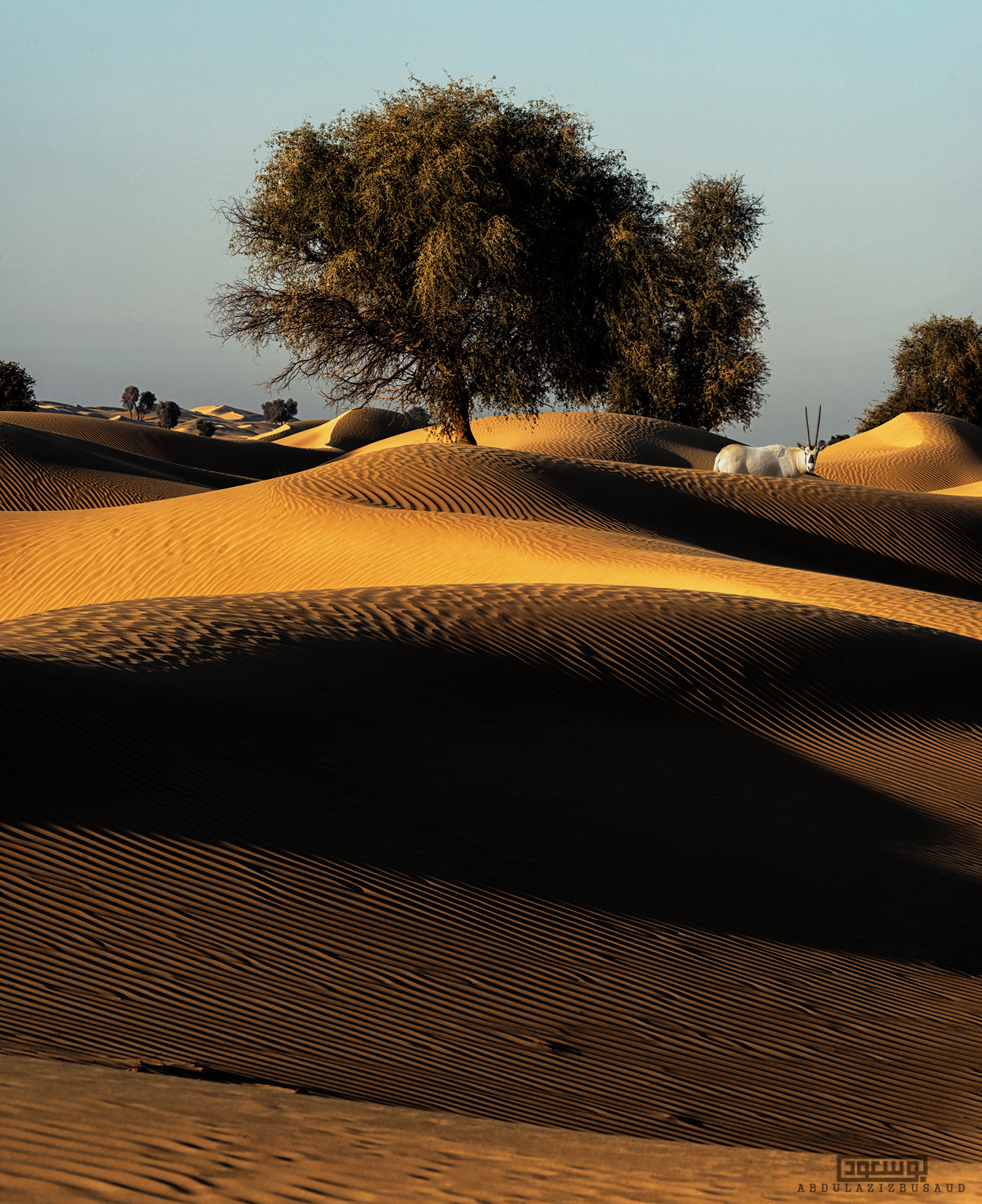 Sigma 150-500mm F5-6.3 DG OS HSM sample photo. Oryx, dubai desert photography