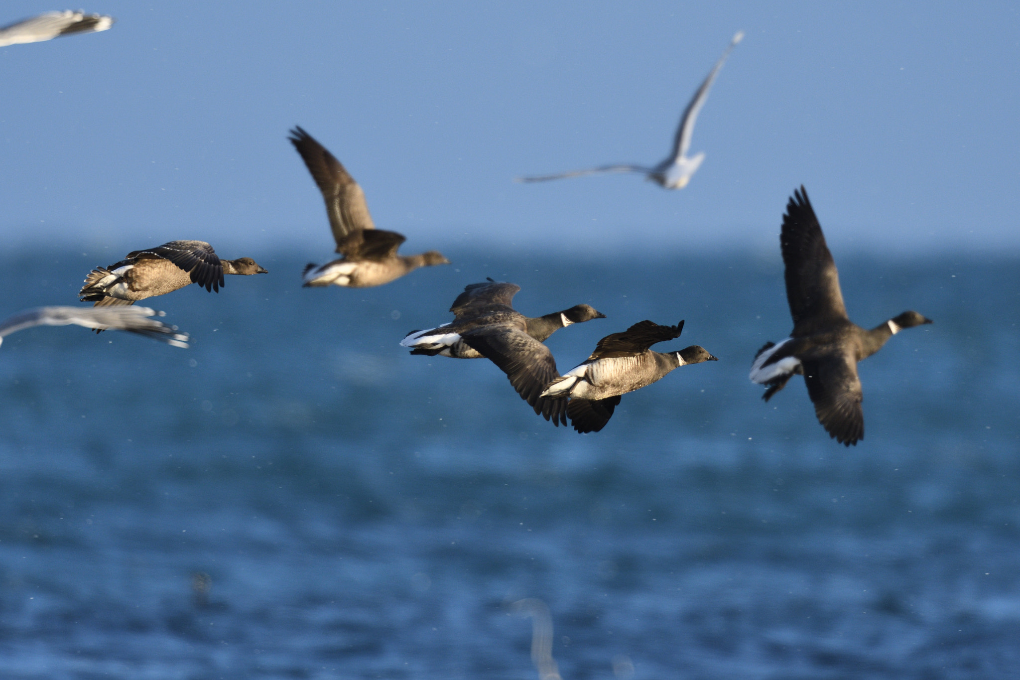 AF-I Nikkor 500mm f/4D IF-ED sample photo. Brant photography