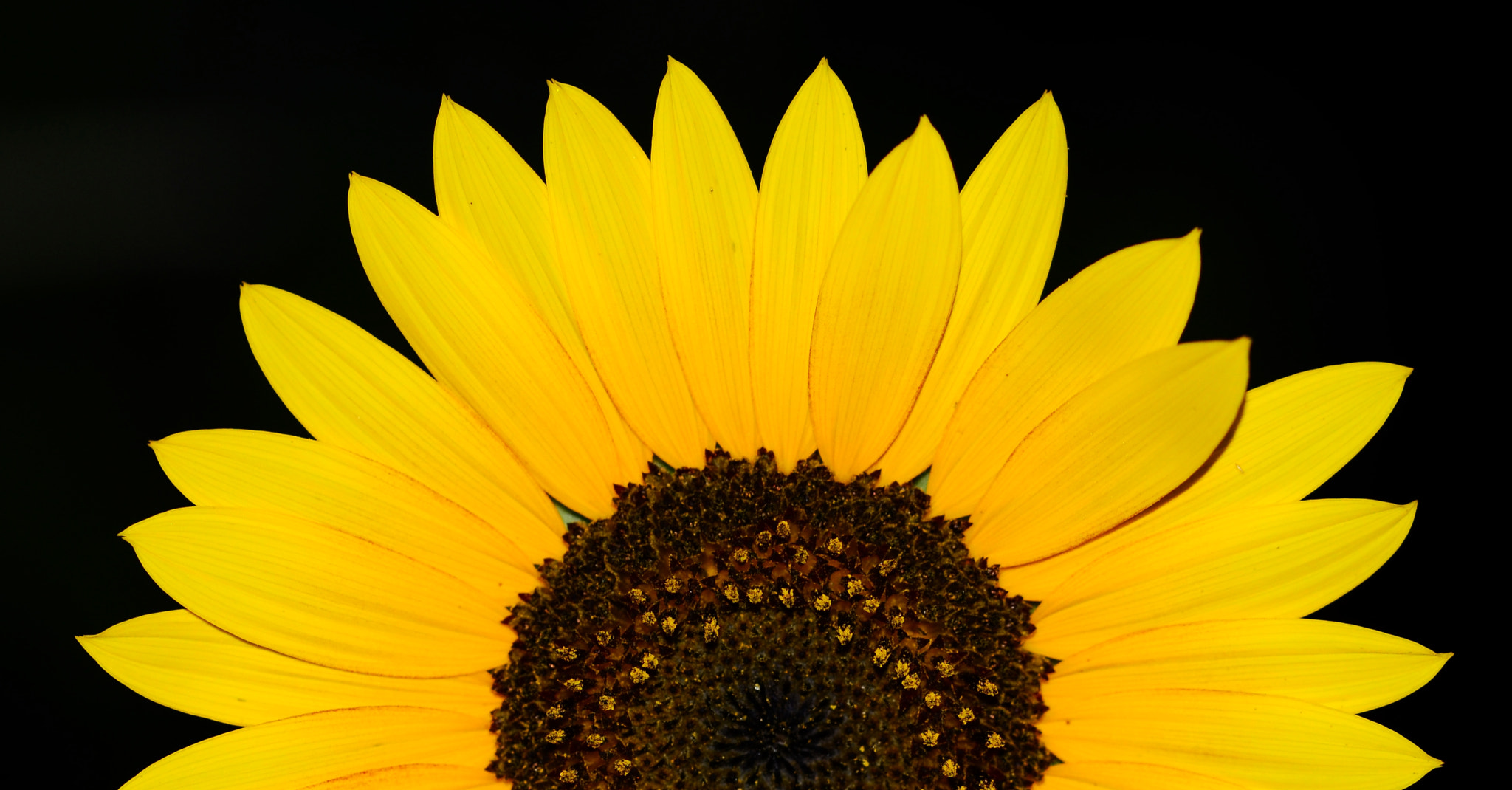 Sigma 105mm F2.8 EX DG OS HSM sample photo. Sunflower photography