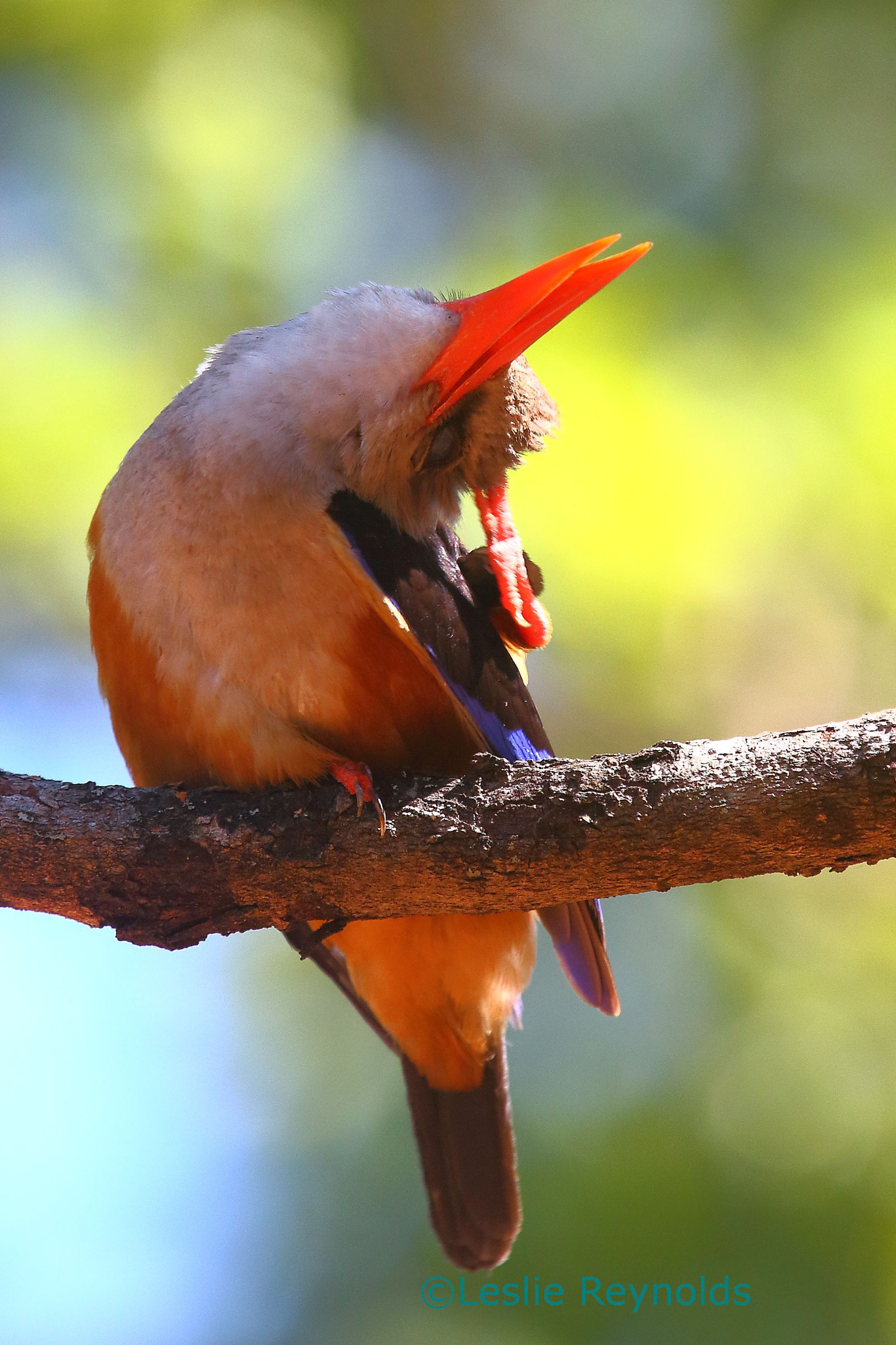 Canon EF 100-400mm F4.5-5.6L IS USM sample photo. Greyheaded kingfisher photography