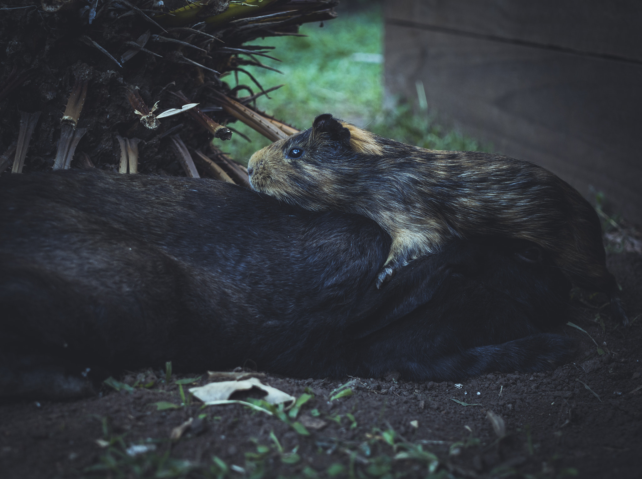 Sigma 30mm F2.8 DN Art sample photo. Friendship knows no races... photography