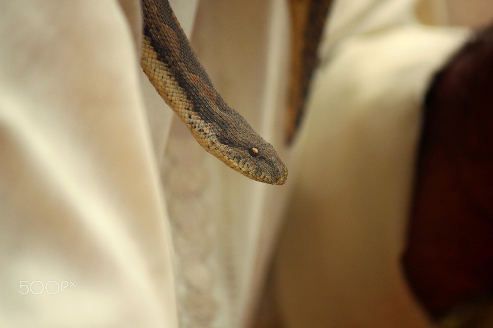 Canon EF-S 55-250mm F4-5.6 IS II sample photo. Snake charmer a01 photography
