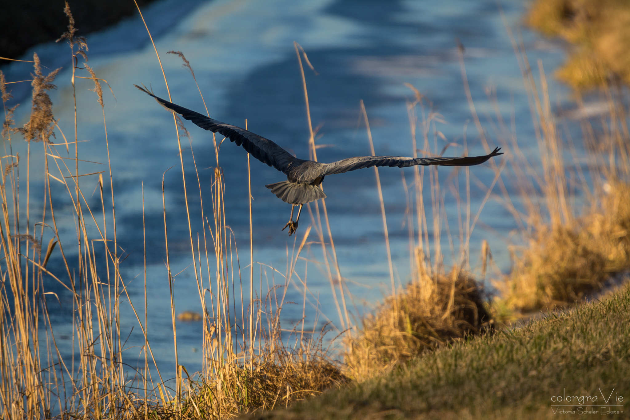 Sigma 70-200mm F2.8 EX DG OS HSM sample photo. Grey heron photography