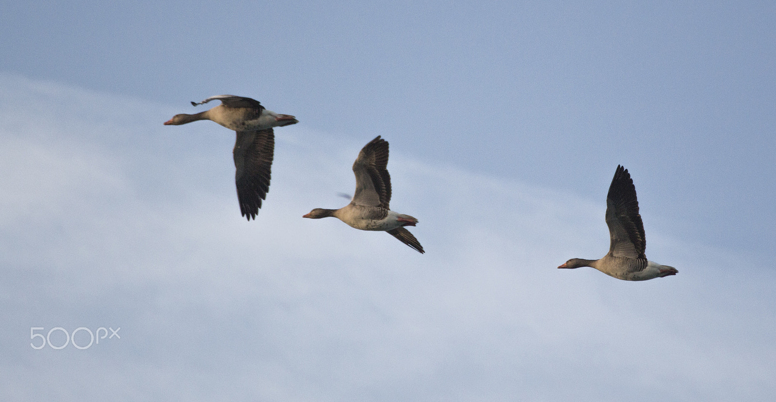 Canon EOS 700D (EOS Rebel T5i / EOS Kiss X7i) + Canon EF 70-200mm F4L USM sample photo. Flying birds netherlands photography