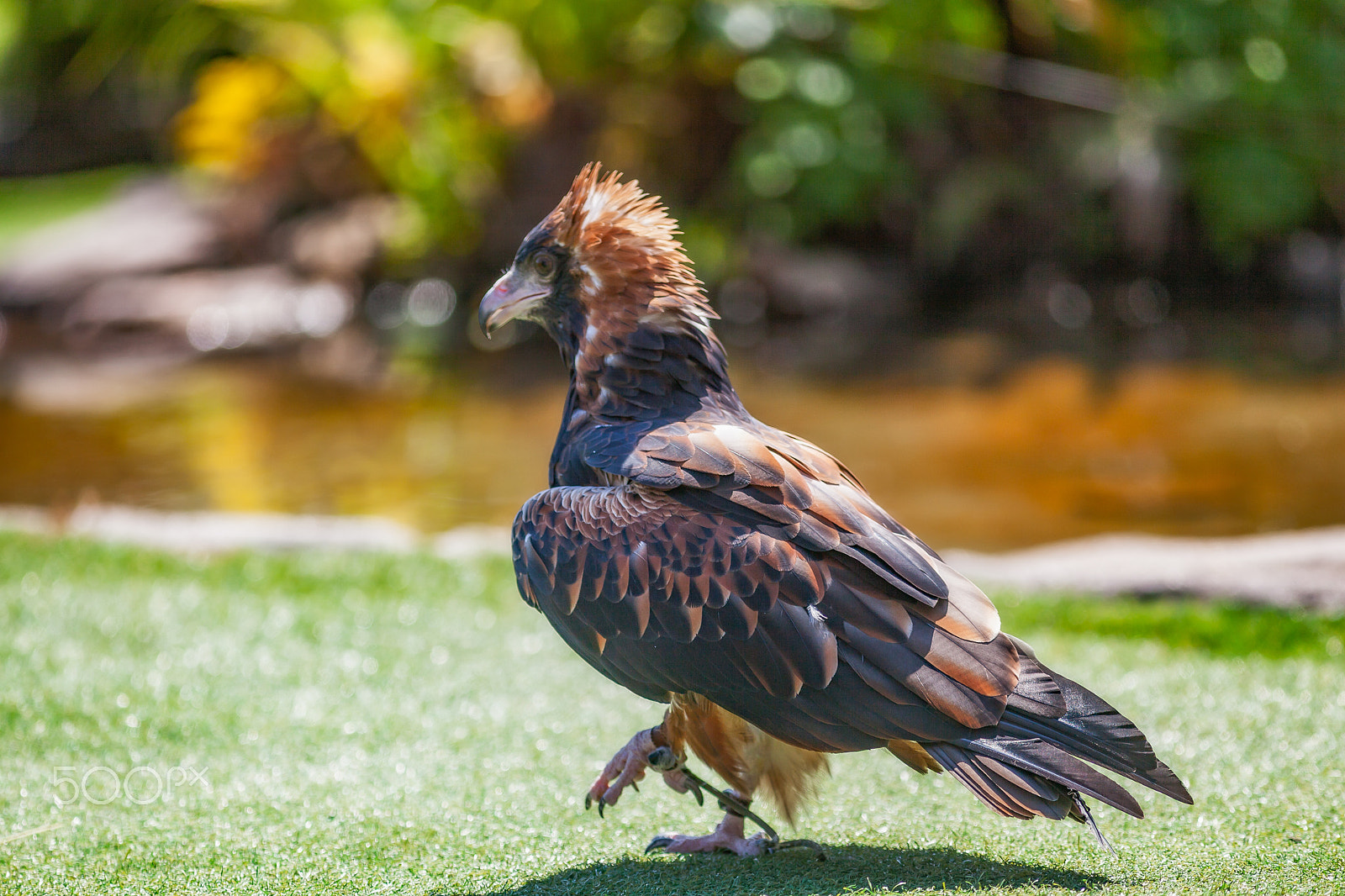 Canon EF 300mm F4L IS USM sample photo. Raptor 4 photography