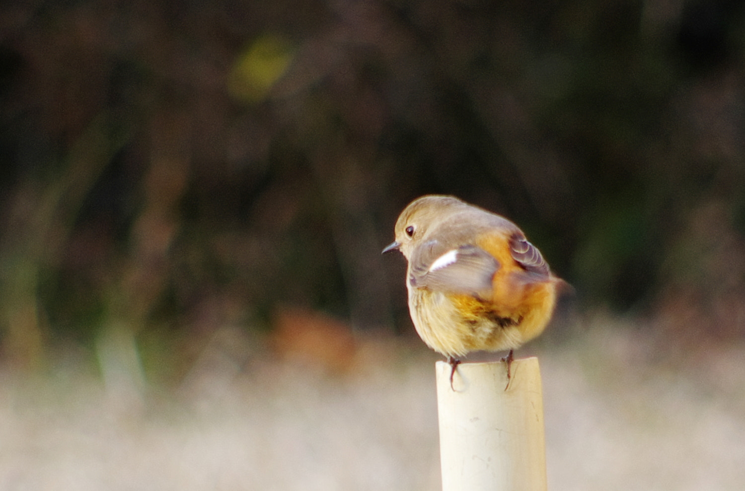 smc PENTAX-DA L 55-300mm F4-5.8 ED sample photo. Redstart Ⅲ photography