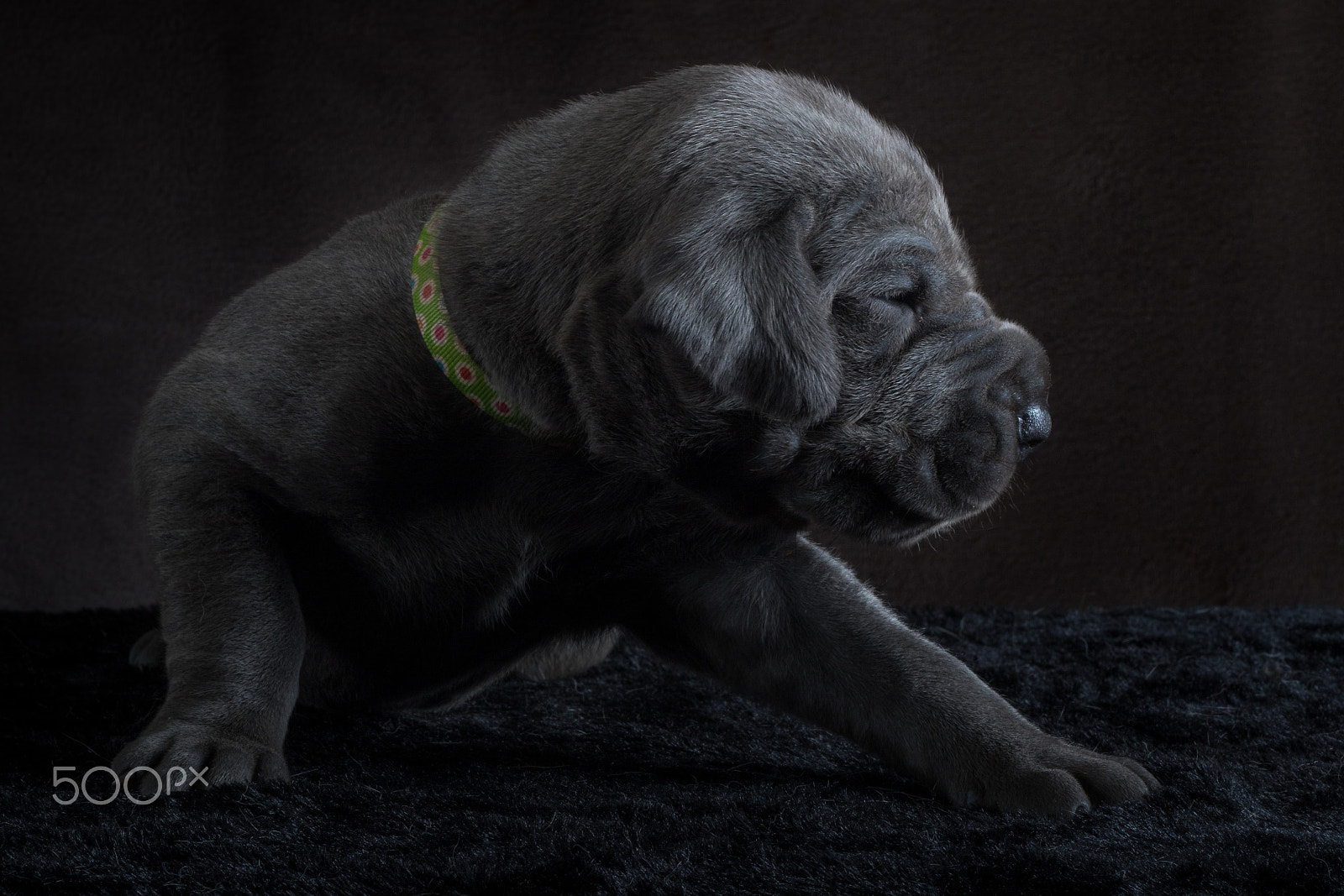 Canon EF 50mm F1.8 II sample photo. Puppy style photography