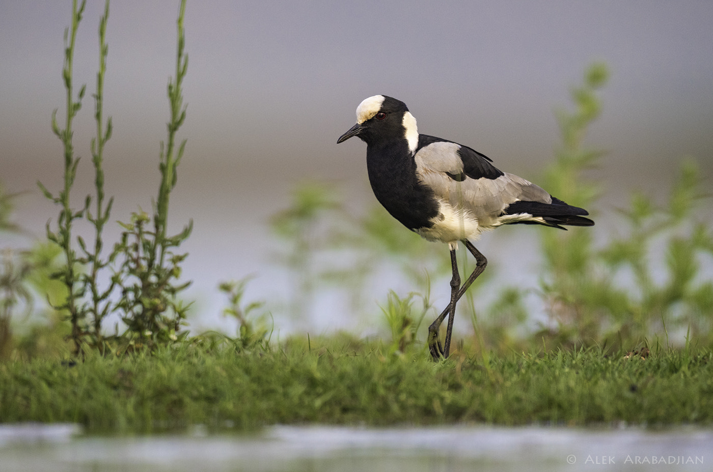 Nikon AF-S Nikkor 800mm F5.6E FL ED VR sample photo. The blacksmith photography