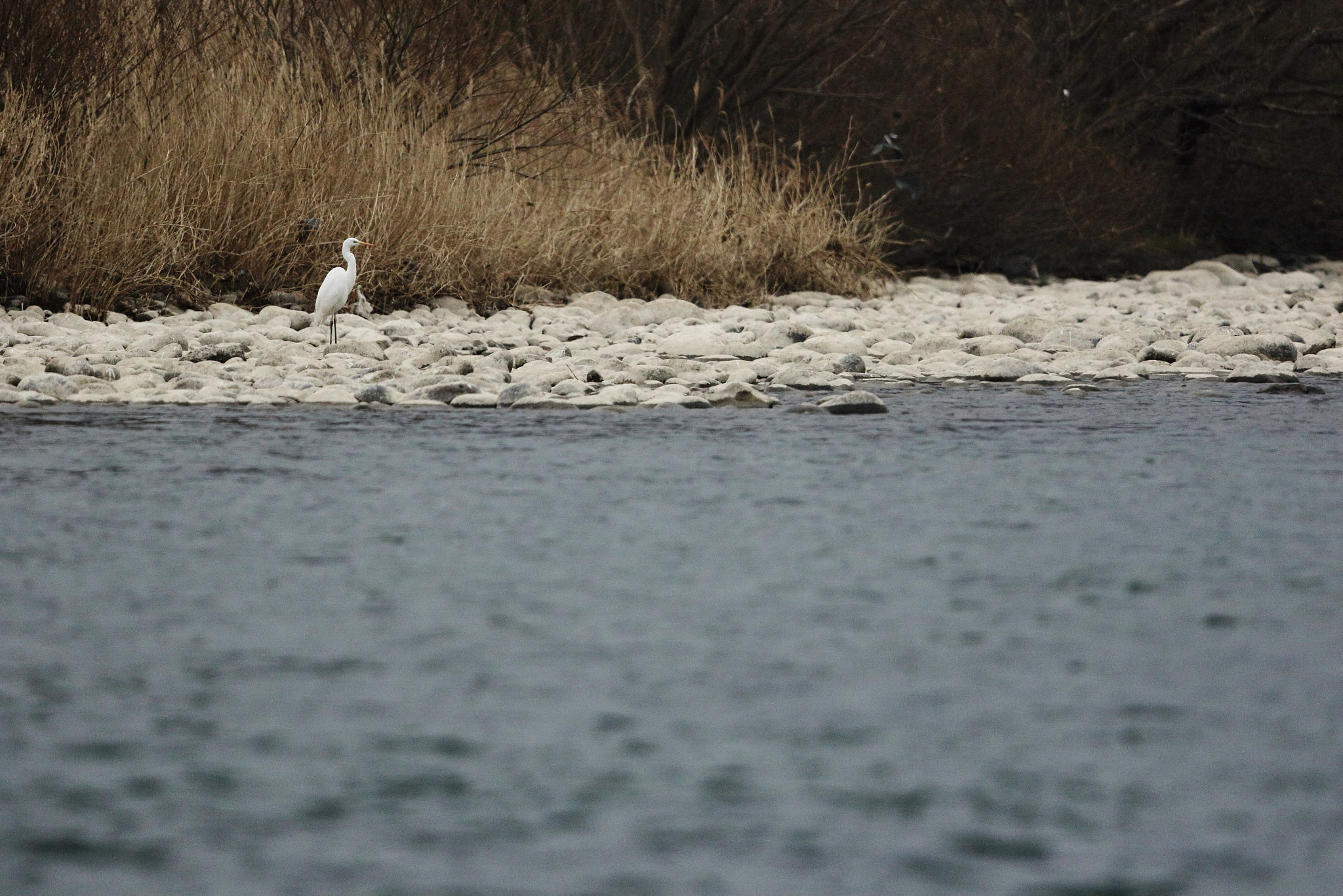 Canon EF 600mm F4L IS II USM sample photo. An egret photography