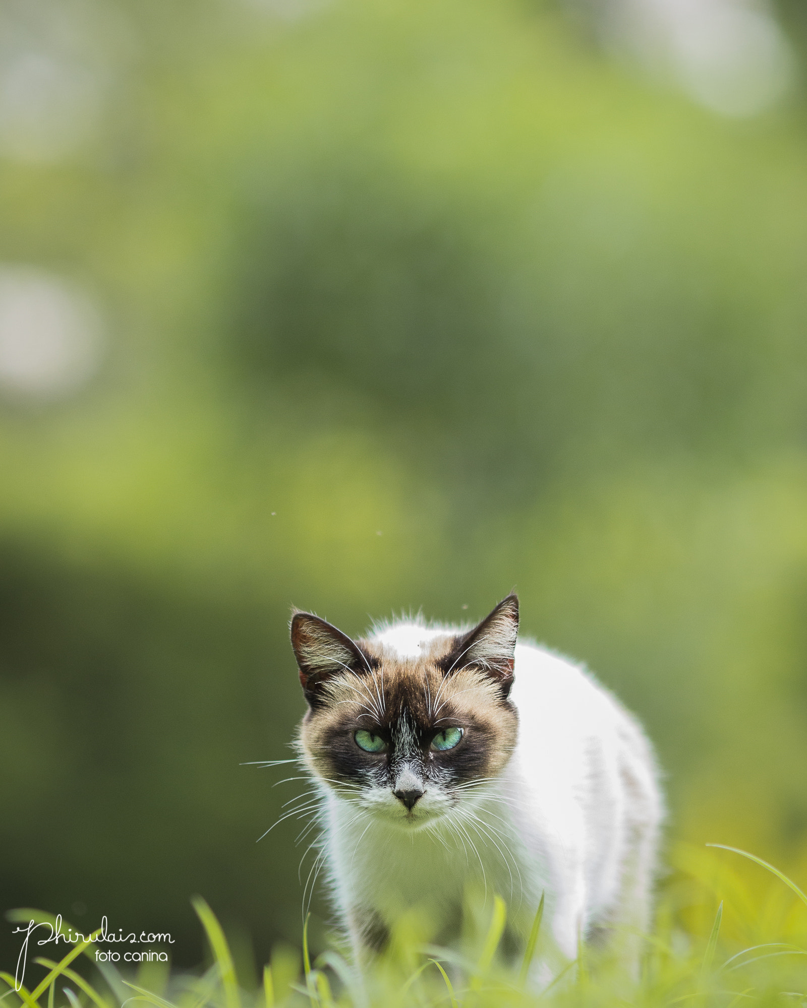 Canon EOS 600D (Rebel EOS T3i / EOS Kiss X5) + Canon EF 200mm F2.8L II USM sample photo. The foreign cat! photography