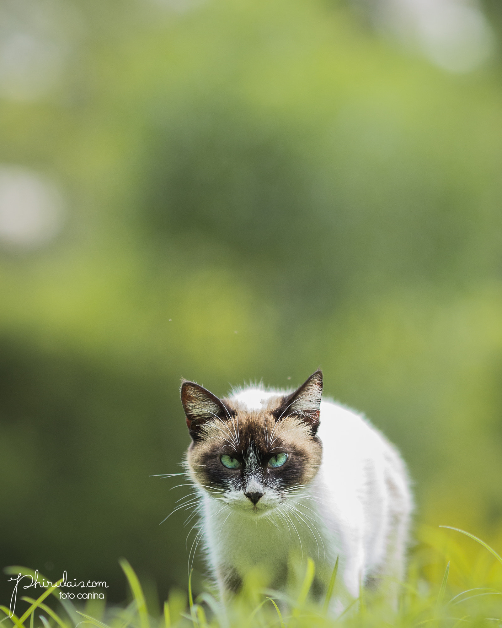 Canon EF 200mm F2.8L II USM sample photo. The foreign cat! photography