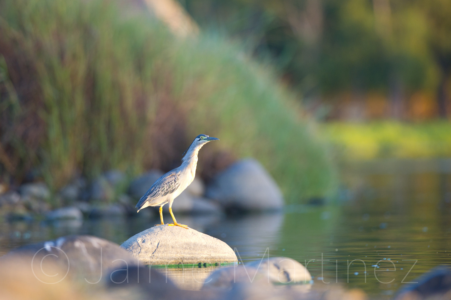 Nikon D3S + Nikon AF-S Nikkor 300mm F4D ED-IF sample photo. Striated heron / héron strié - butorides striata photography