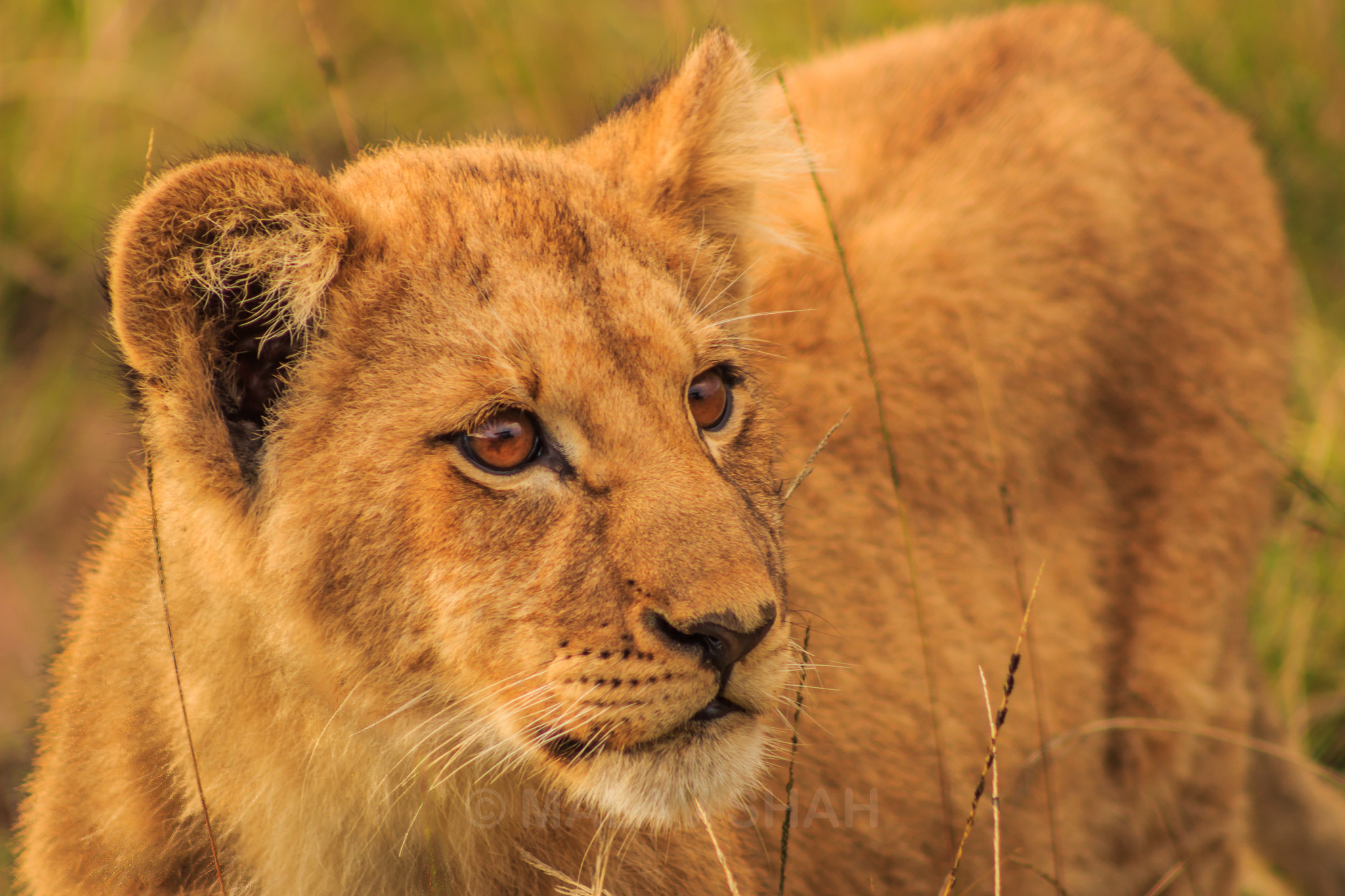 Canon EF 75-300mm f/4-5.6 USM sample photo. Lion cub photography