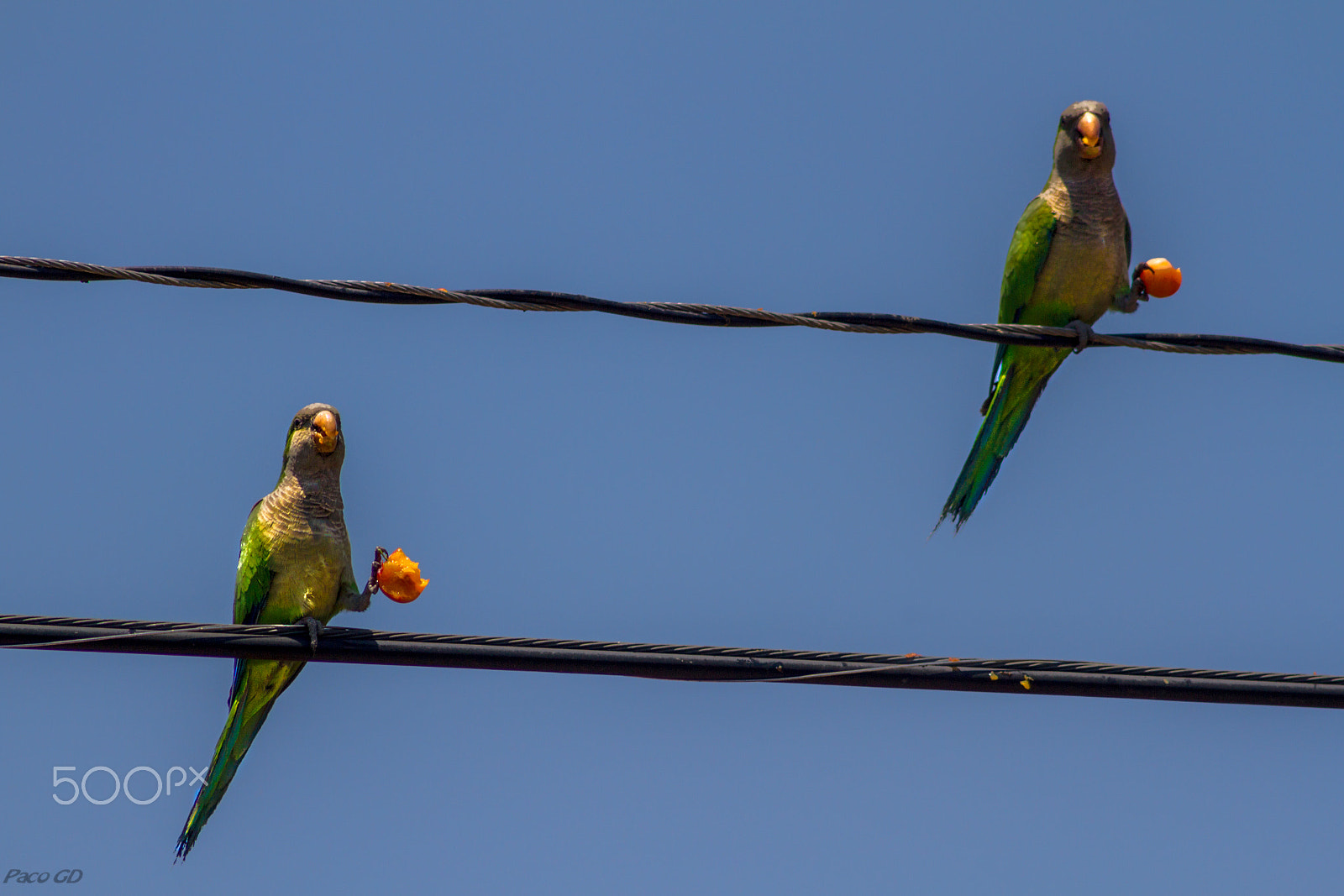 Canon EOS 7D + EF75-300mm f/4-5.6 sample photo. Sincronizadas photography