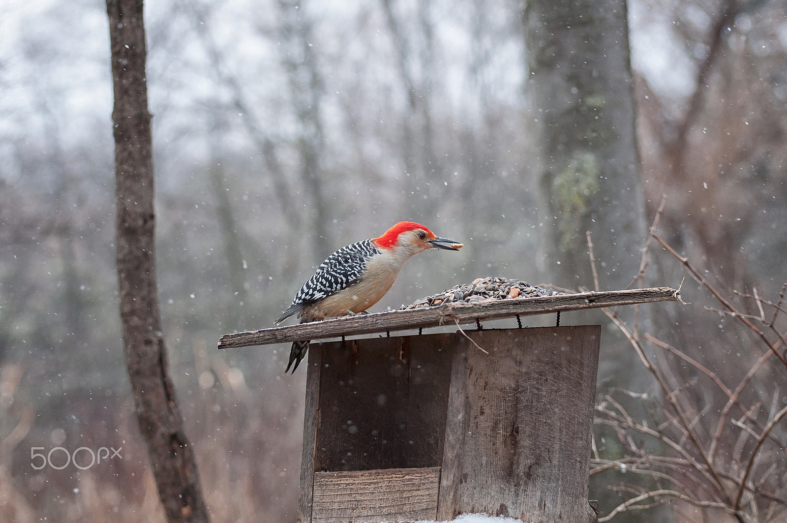 Nikon D5000 sample photo. Breakfast photography