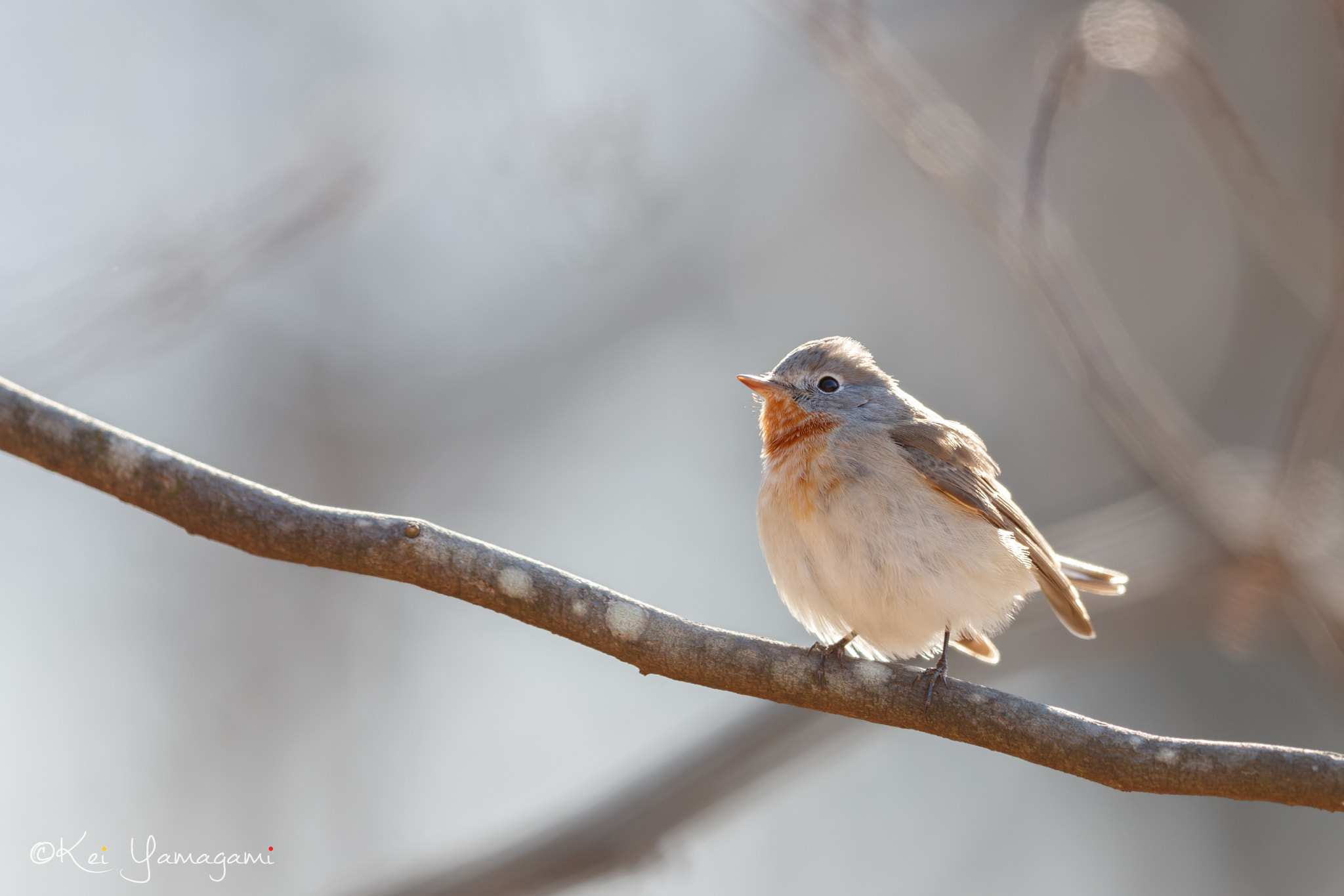 Canon EF 600mm F4L IS II USM sample photo. Winter morning photography