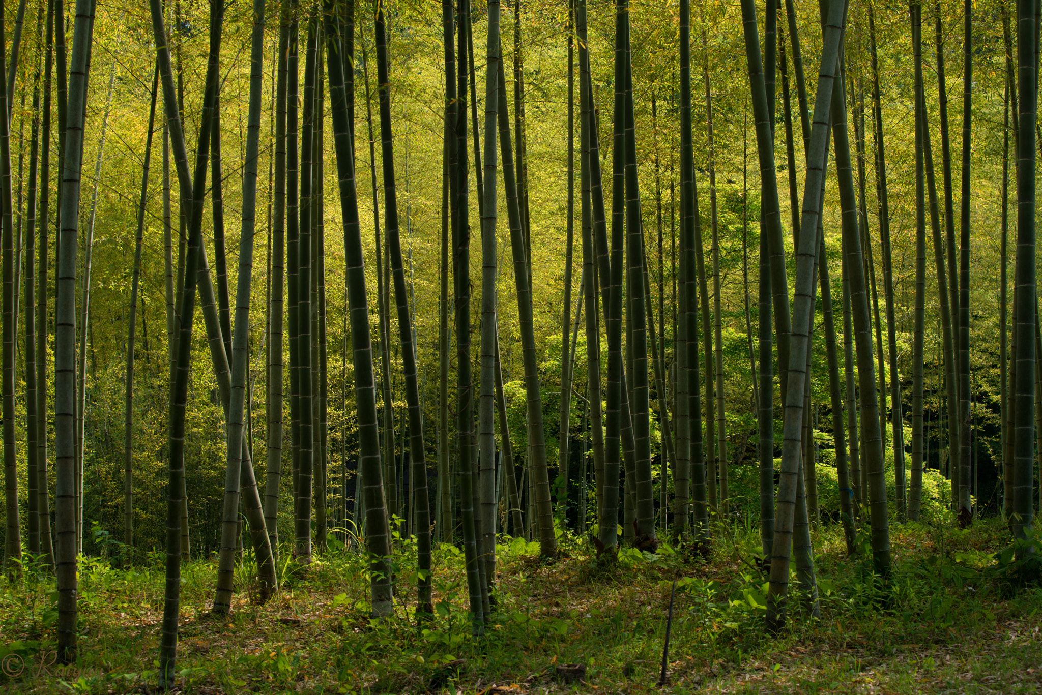 Nikon AF-S Nikkor 70-200mm F4G ED VR sample photo. Dsc_1870-1.jpg photography