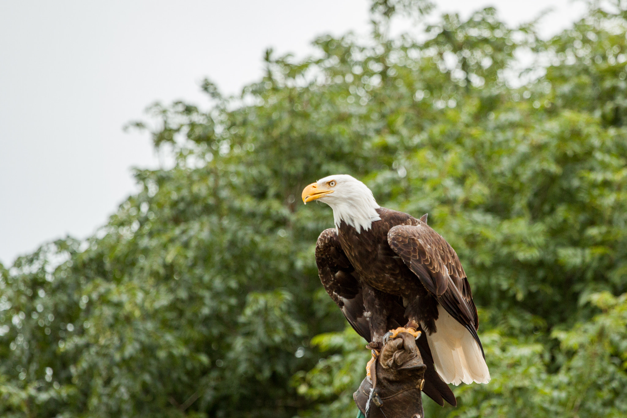 Canon EOS 50D + Canon EF 70-200mm F4L USM sample photo. Eagle photography