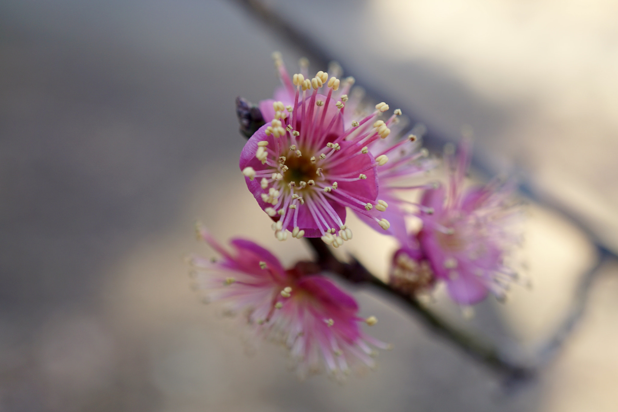 Sony a6000 + Sony E 30mm F3.5 sample photo. ☆*:.｡feel the wind｡.:*☆ photography