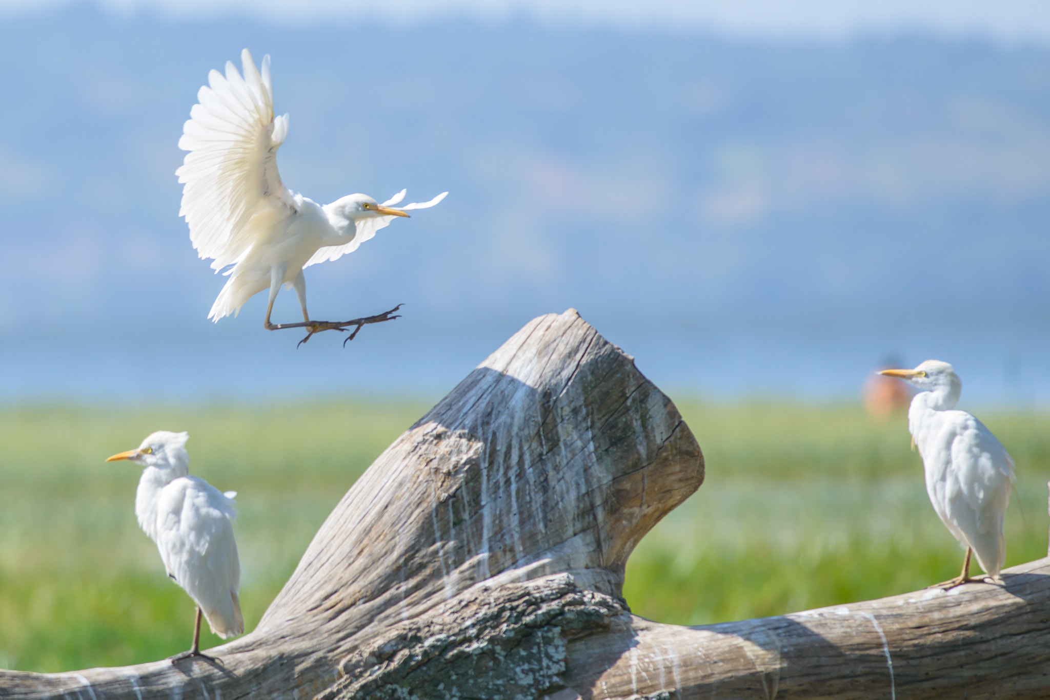 Nikon D800 + Nikon AF-S Nikkor 300mm F4D ED-IF sample photo. Little egrets photography
