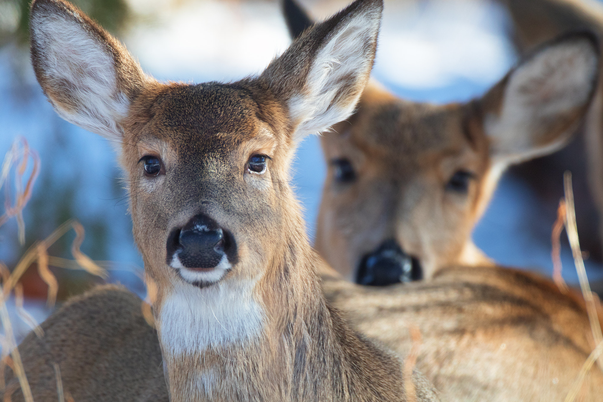 Canon EOS 80D + Canon EF 500mm F4L IS USM sample photo. Doe over shoulder photography