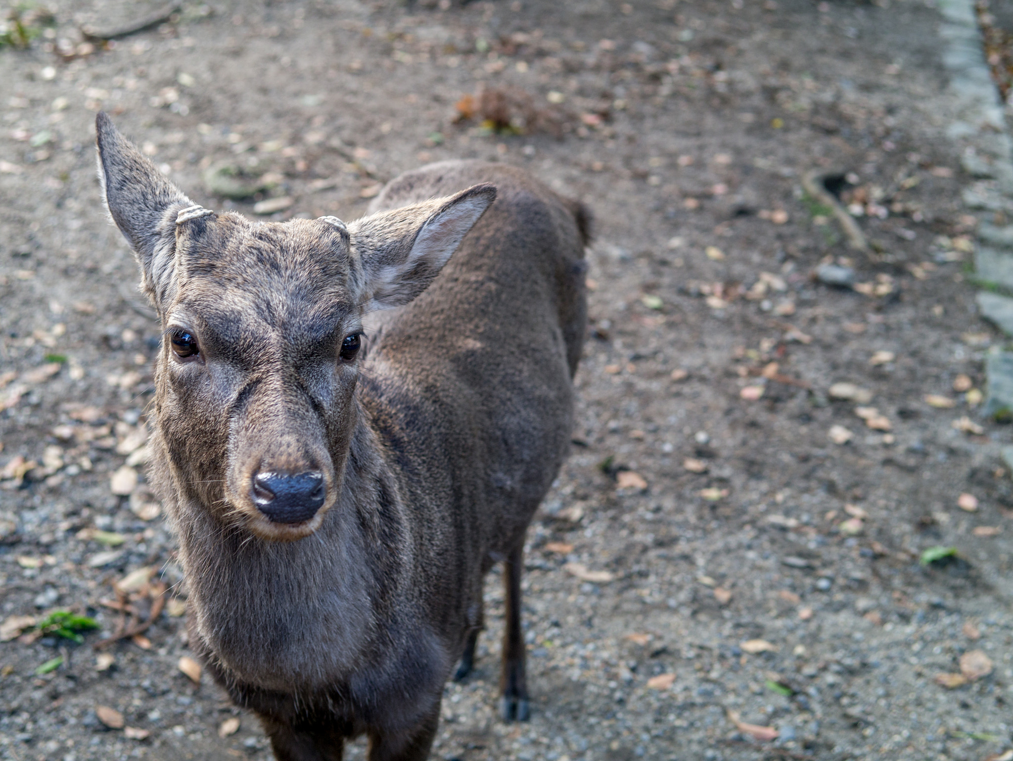 Panasonic Lumix DMC-GX1 sample photo. ぐうていもく photography