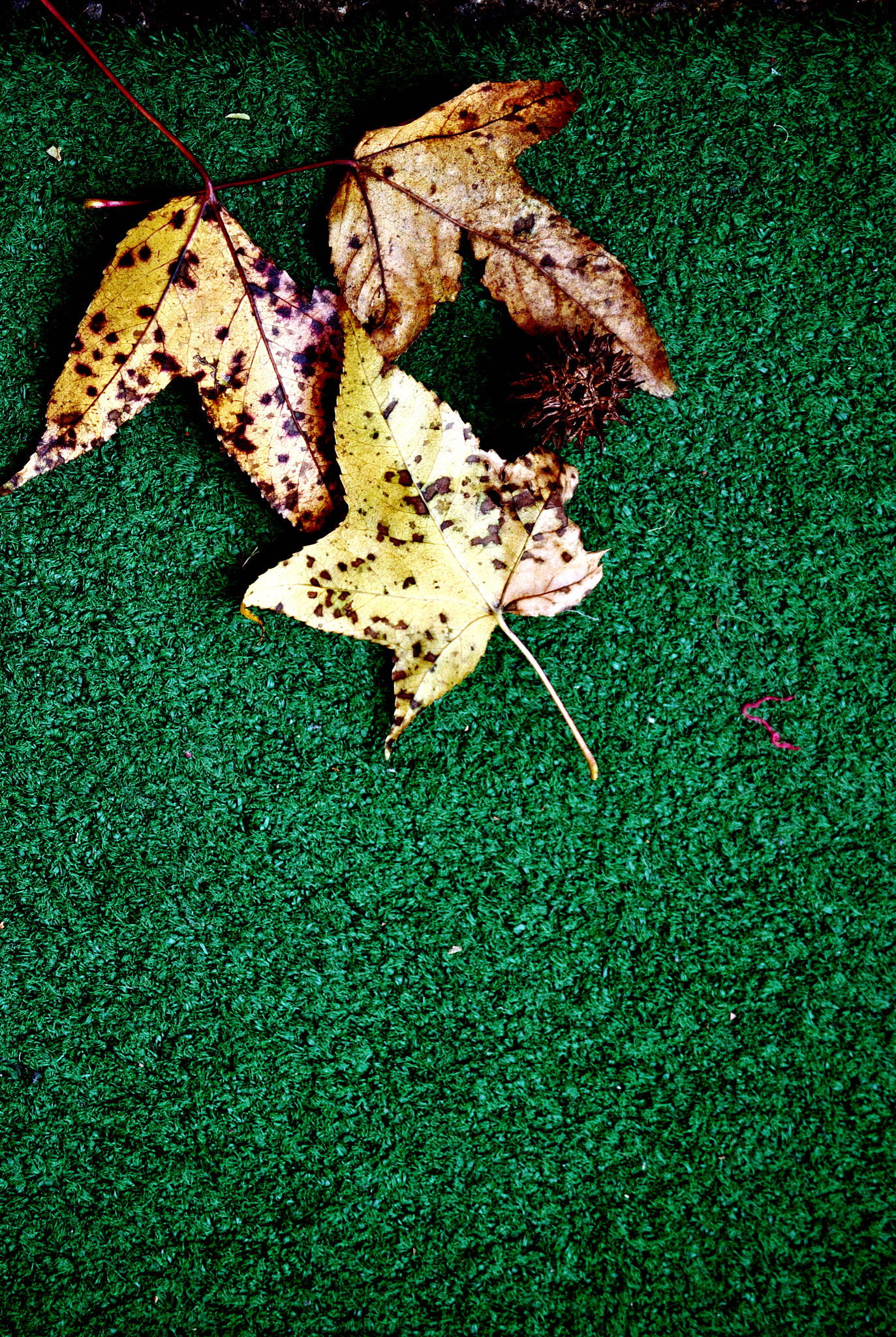 Nikon D5000 sample photo. Autumn photography