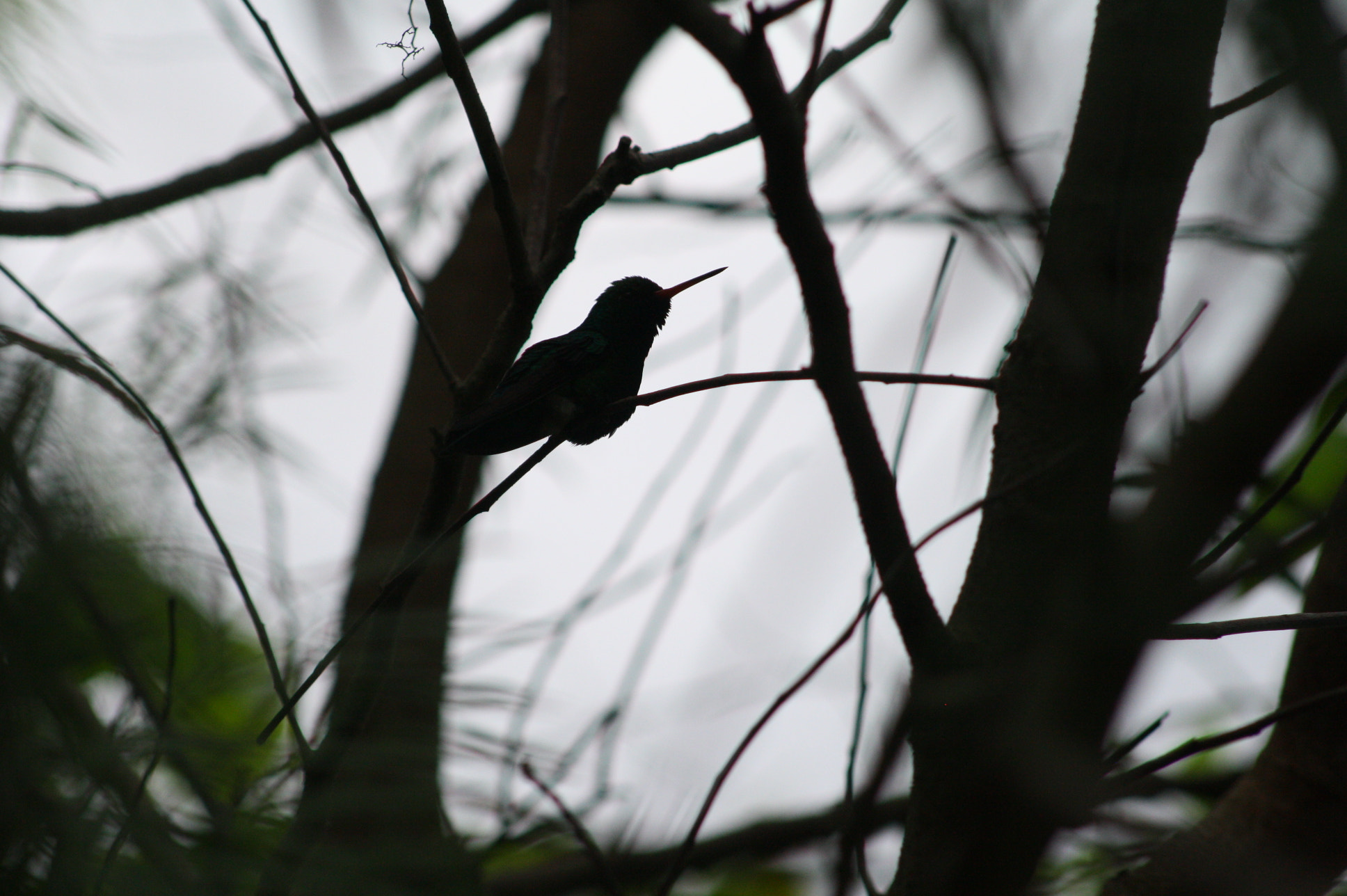 Canon EOS 1000D (EOS Digital Rebel XS / EOS Kiss F) sample photo. Hummingbird silhouette photography