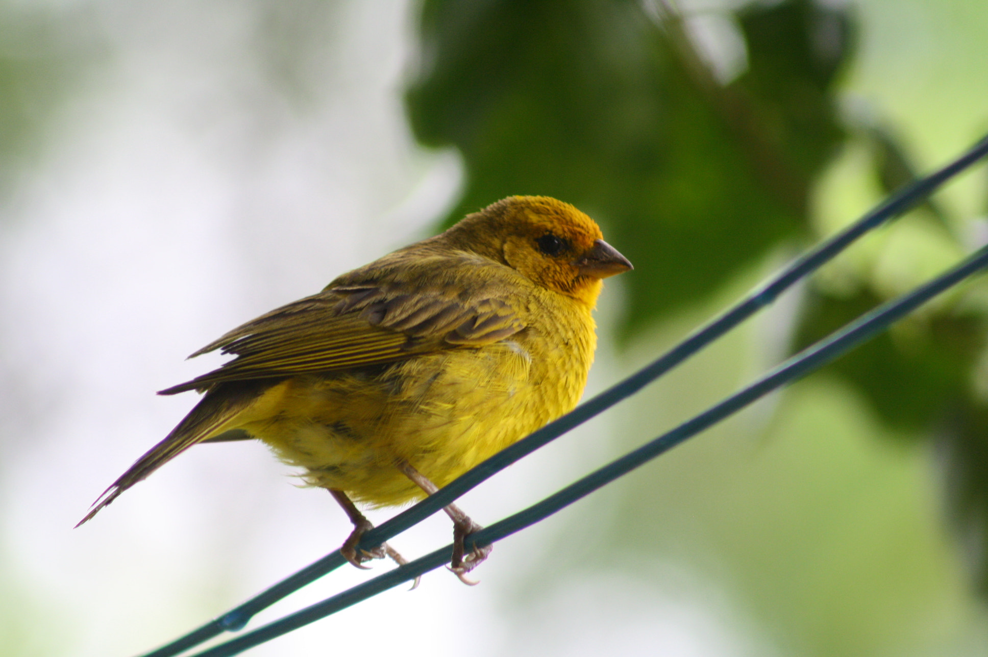 Canon EOS 1000D (EOS Digital Rebel XS / EOS Kiss F) sample photo. Canary of the brazilian land photography