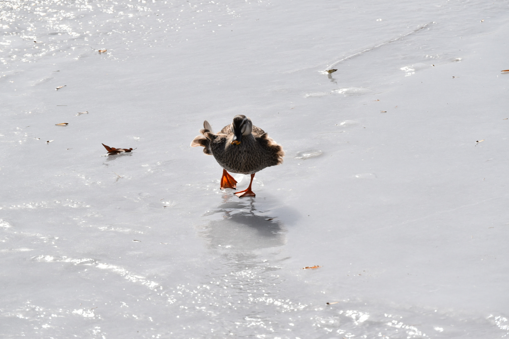 Nikon D5500 sample photo. Run photography