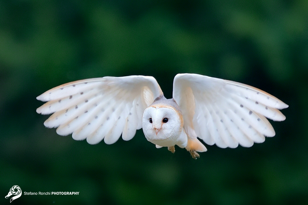 Canon EF 300mm F2.8L IS USM sample photo. Ghost photography