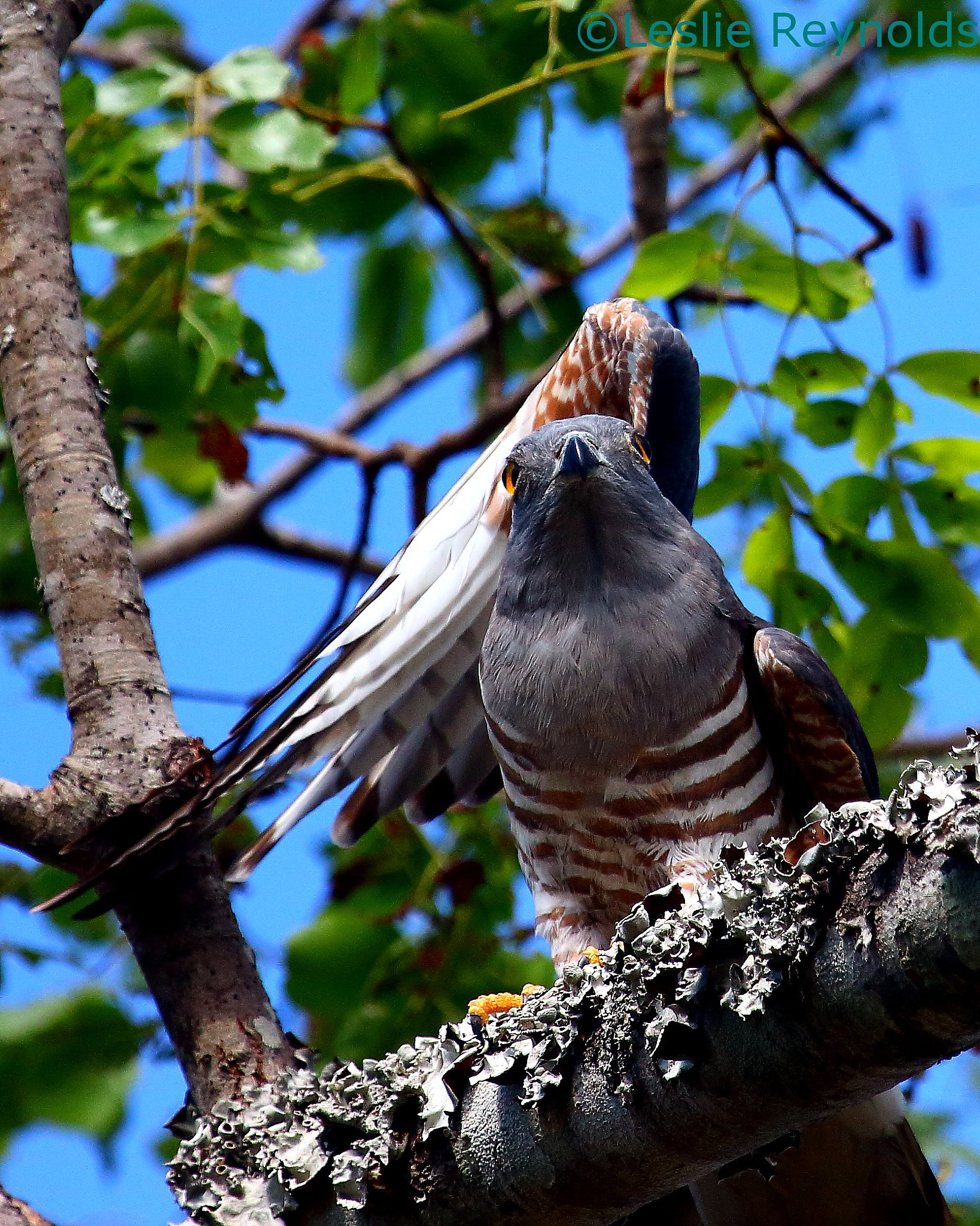 Canon EF 100-400mm F4.5-5.6L IS USM sample photo. Cuckoo hawk photography