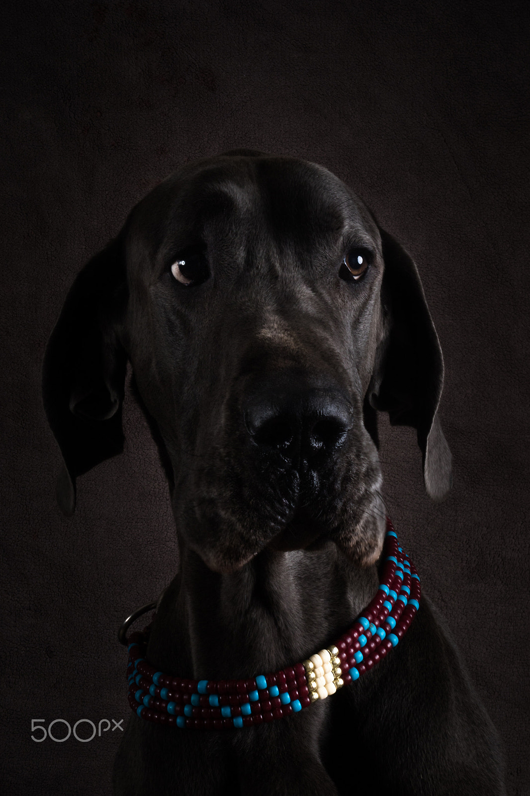 Canon EF 50mm F1.8 II sample photo. Sharman (great dane) photography