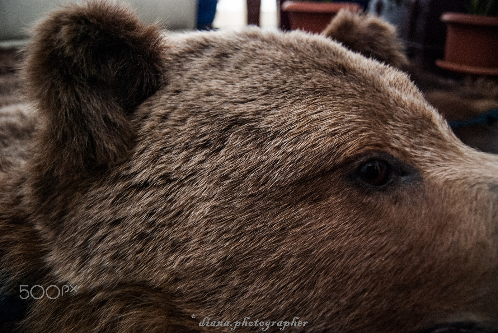 Nikon D80 sample photo. Detalii photography