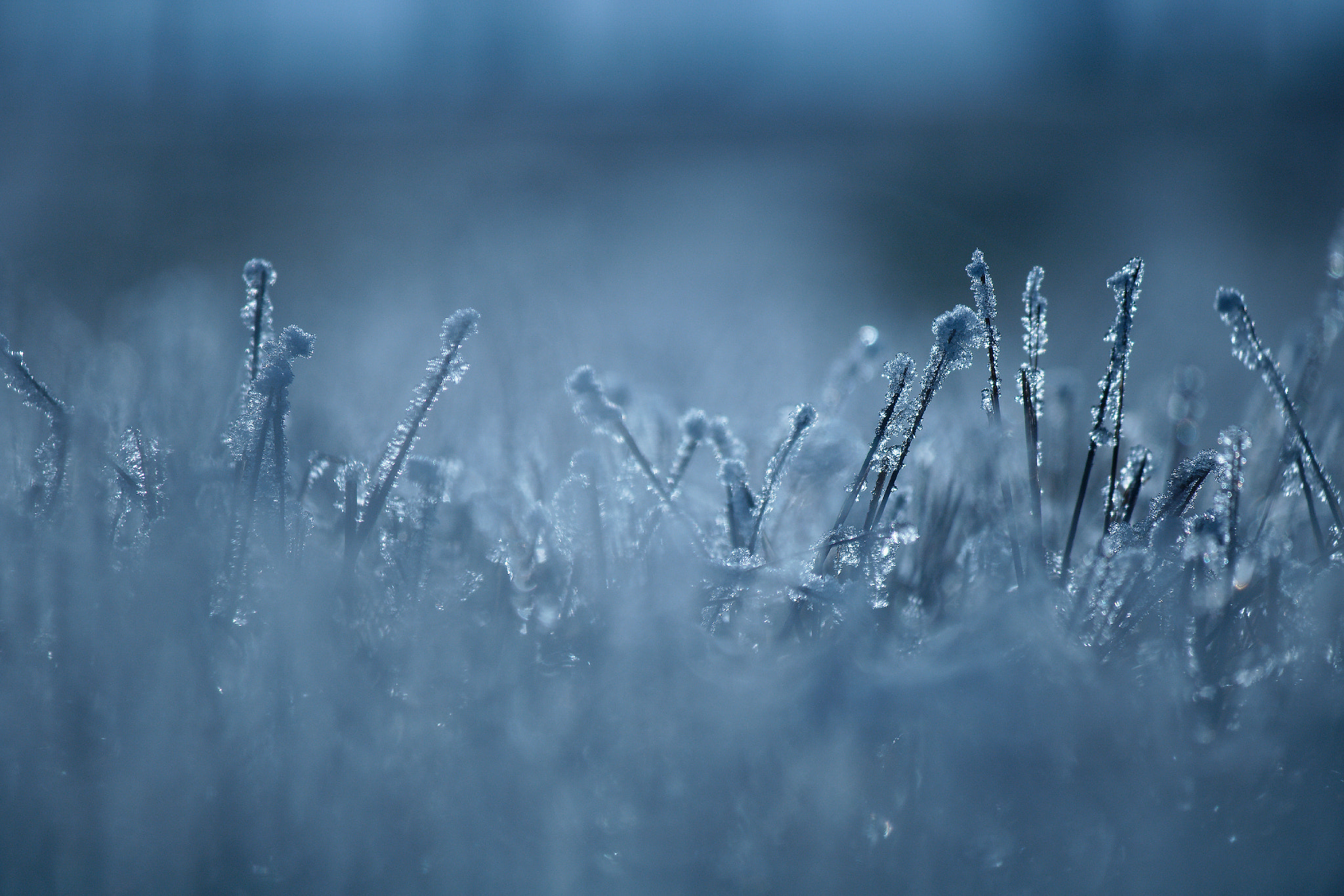 Canon EOS 760D (EOS Rebel T6s / EOS 8000D) sample photo. Frozen photography