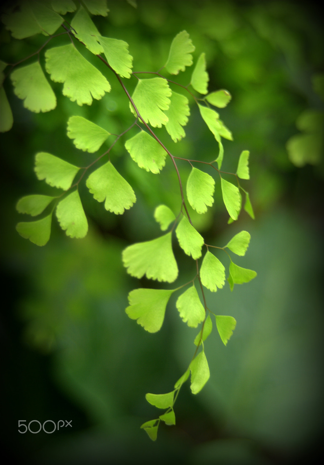 Nikon D3000 sample photo. Maiden hair fern photography